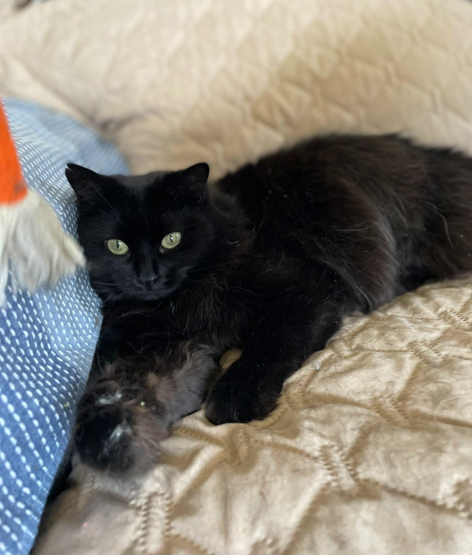 Enlarge Muffin, a Adoptable Domestic Long Hair in Taylor, MI image 5/6