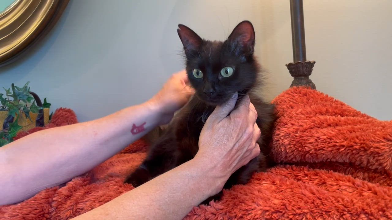 Enlarge Muffin, a Adoptable Domestic Long Hair in Taylor, MI video 2/6