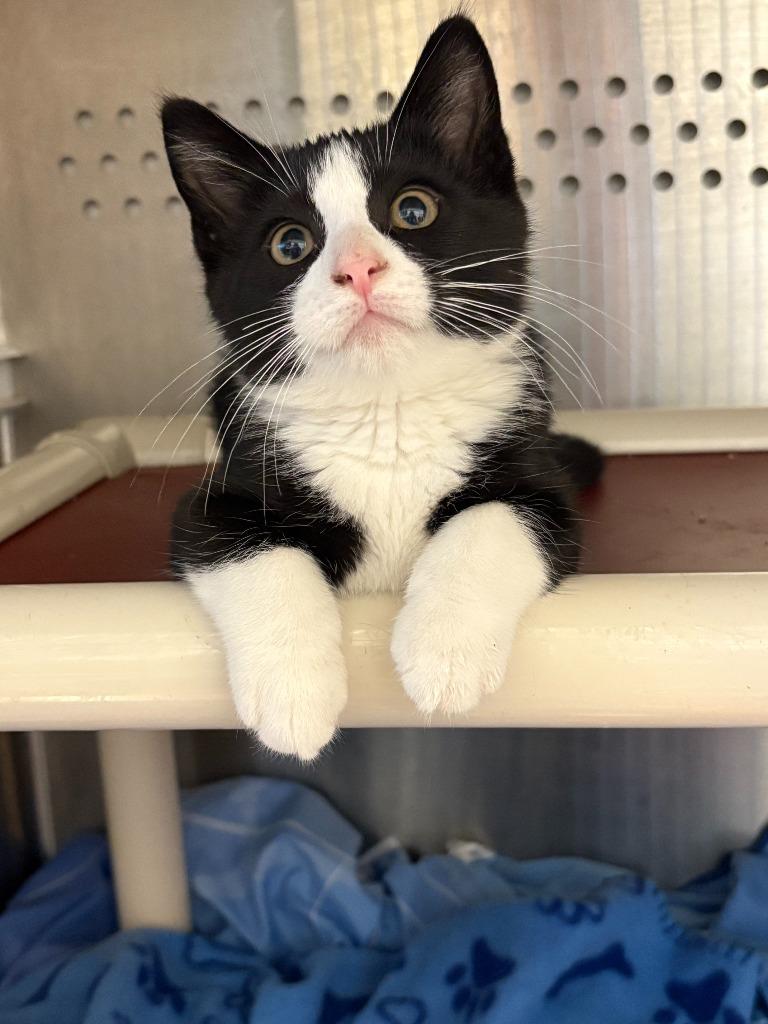 Spider-man, Adoptable, Young Male Domestic Short Hair.