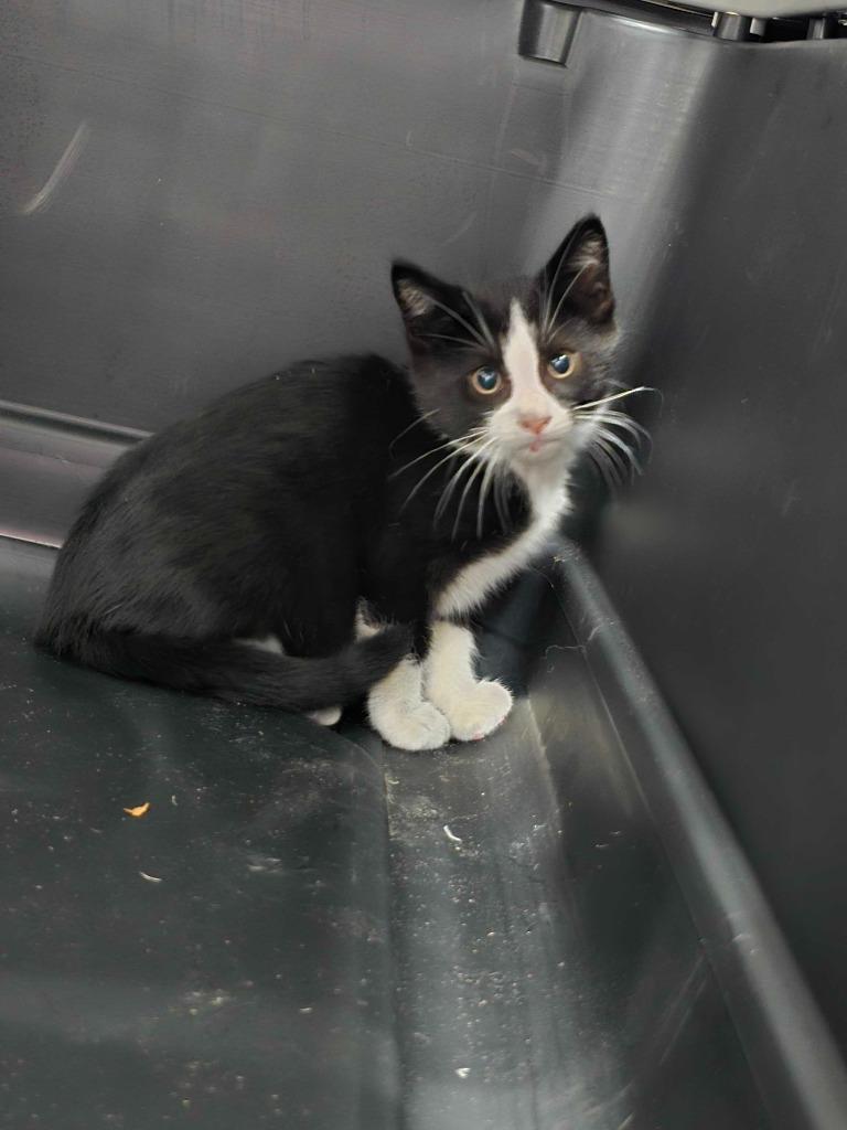 Enlarge Spider-man, a Adoptable mixed breed in Minot, ND image 2/5