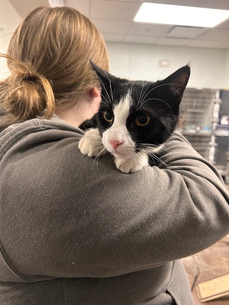 Enlarge Spider-man, a Adoptable mixed breed in Minot, ND image 3/5