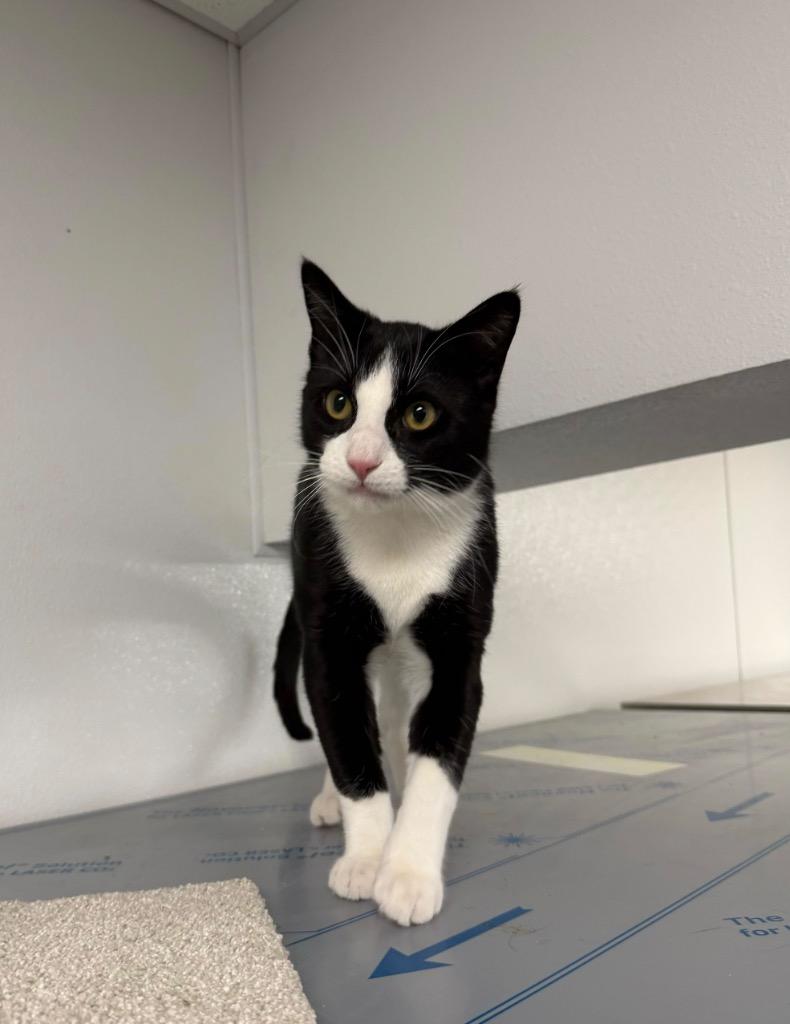 Enlarge Spider-man, a Adoptable mixed breed in Minot, ND image 4/5