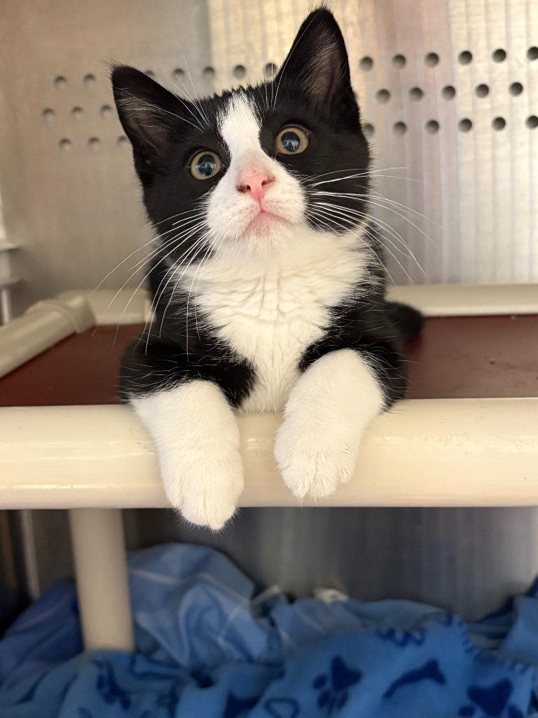 Enlarge Spider-man, a Adoptable mixed breed in Minot, ND image 5/5