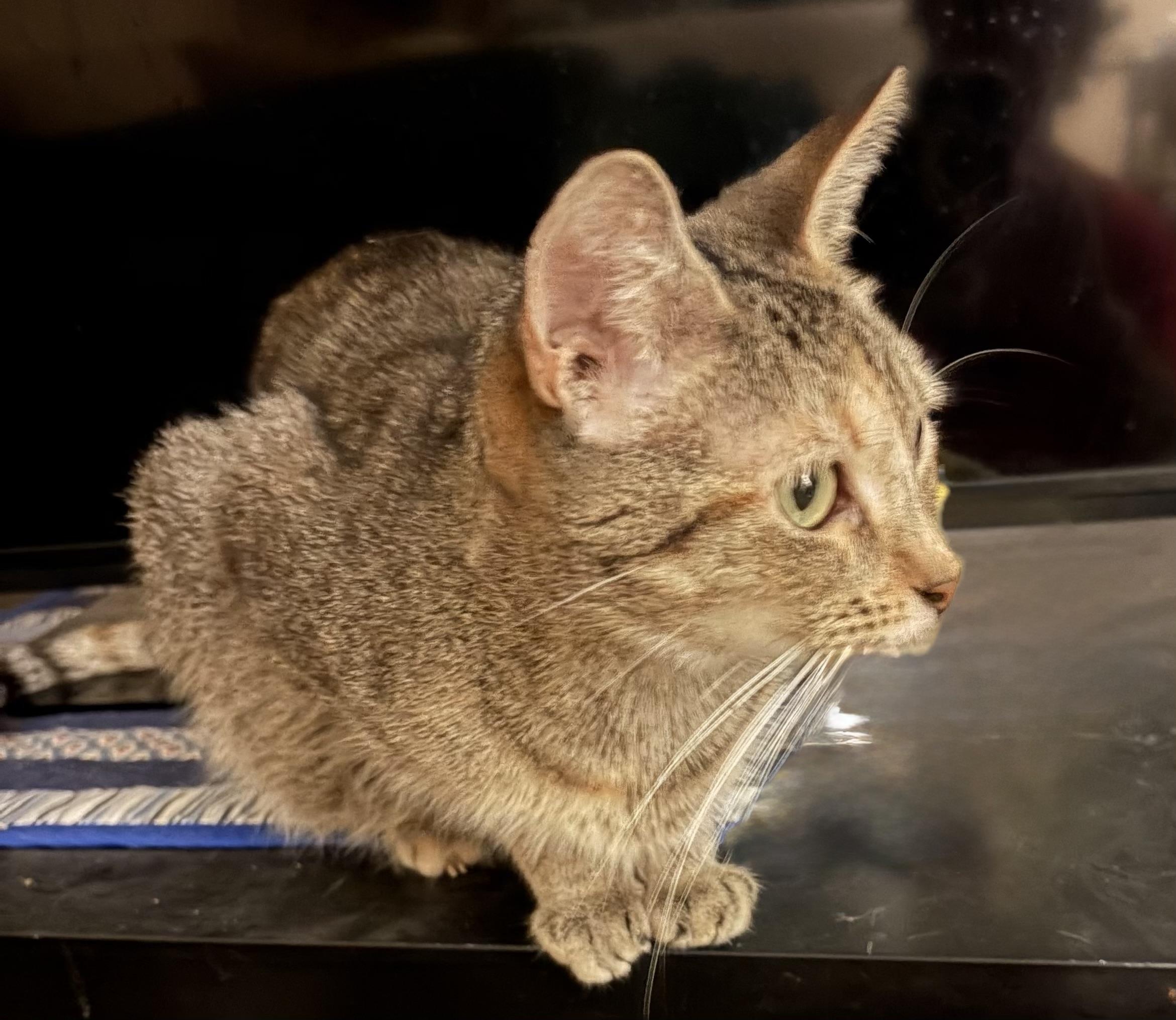 Enlarge Ziggy, a Adoptable Domestic Short Hair in Houghton Lake, MI image 3/3