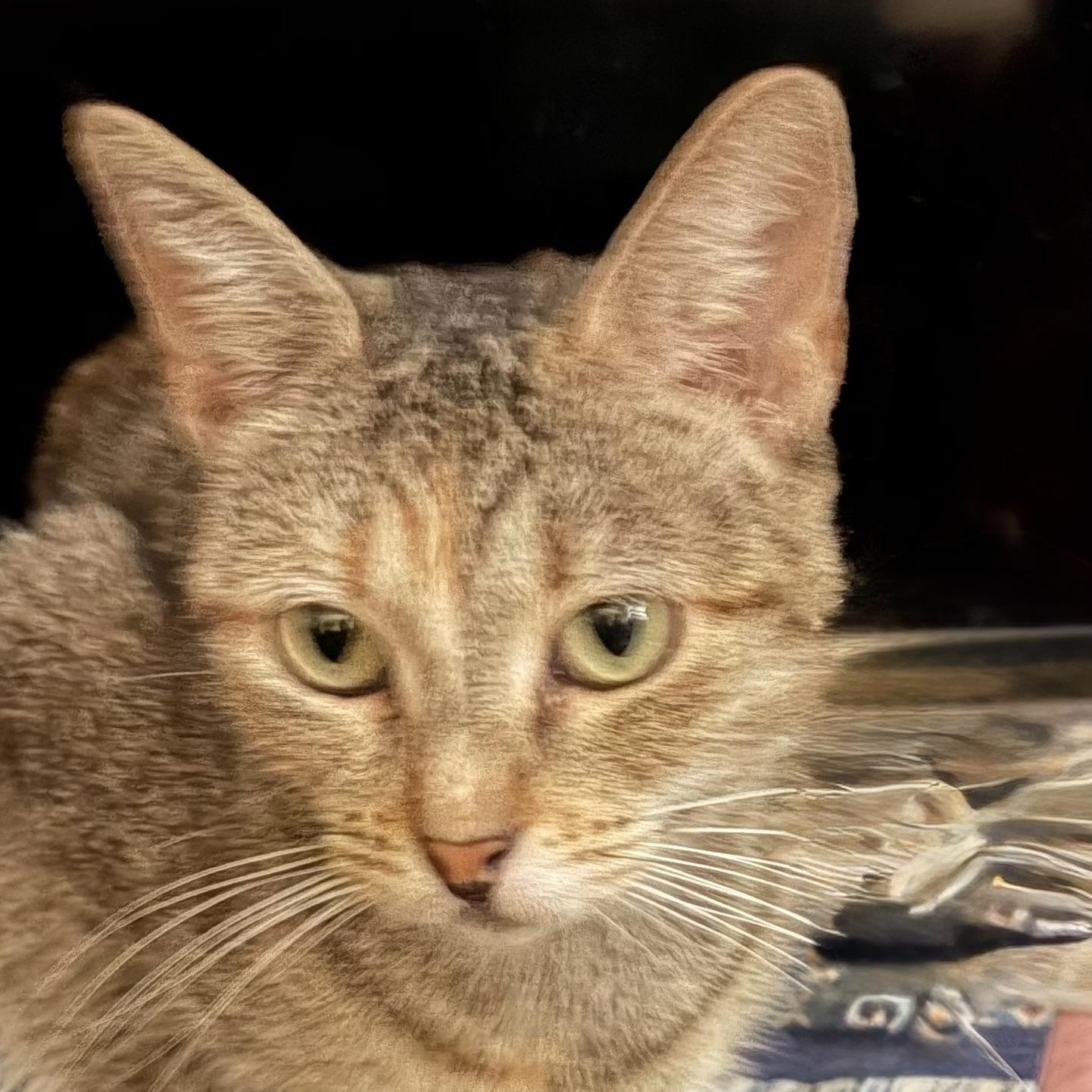 Ziggy, Adoptable, Young Female Domestic Short Hair.