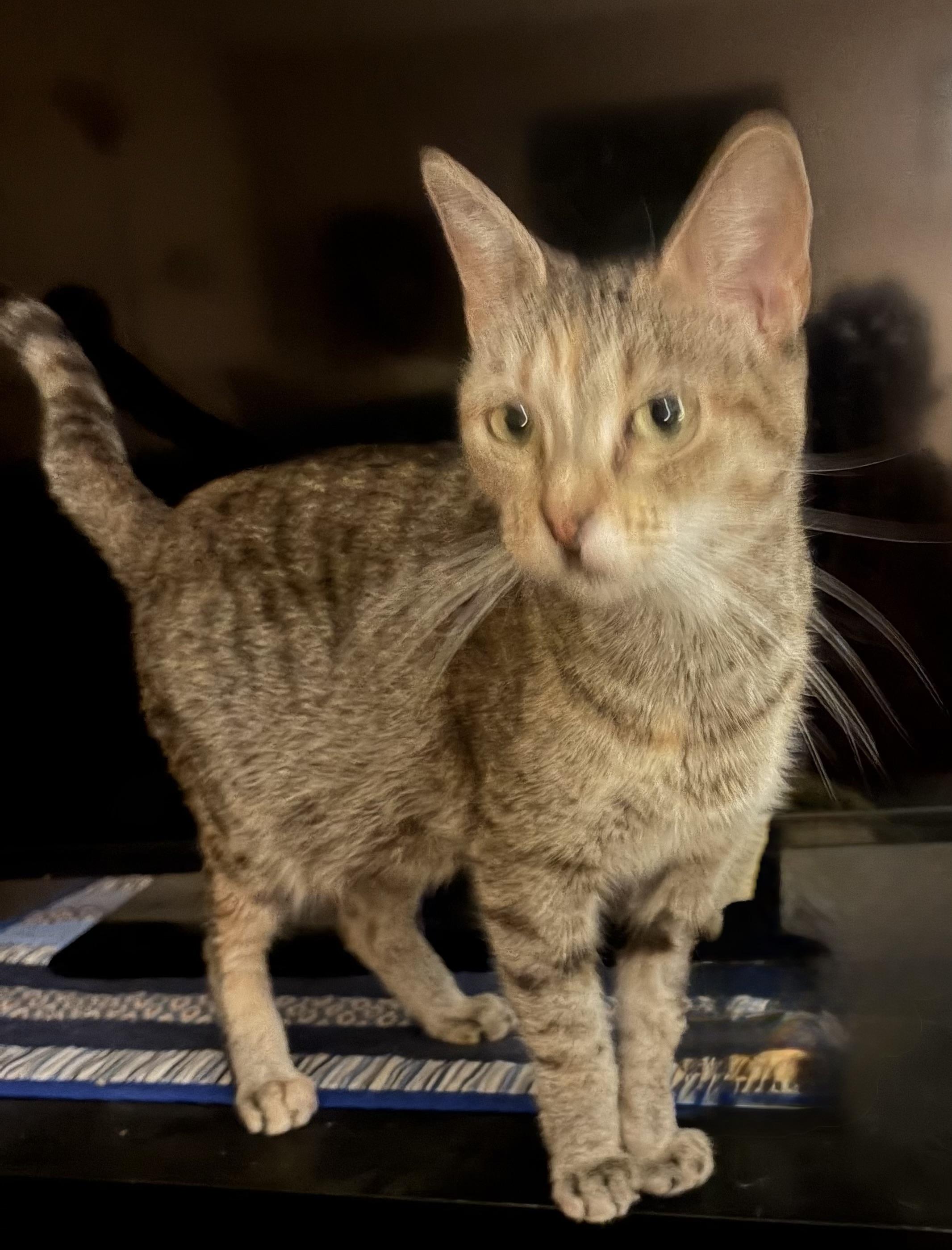 Enlarge Ziggy, a Adoptable Domestic Short Hair in Houghton Lake, MI image 2/3