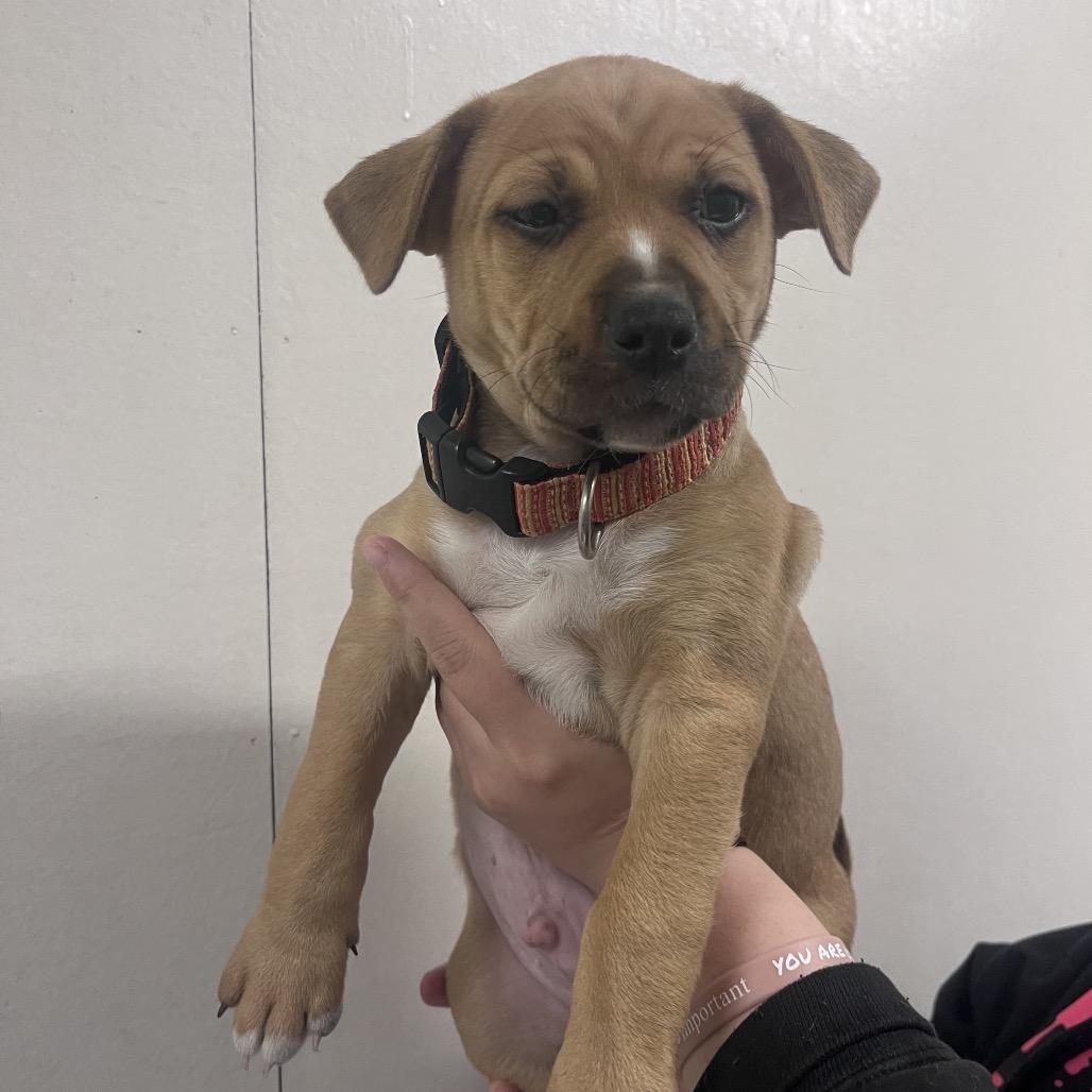 Huck, Adoptable, Puppy Male Pit Bull Terrier & Mixed Breed.