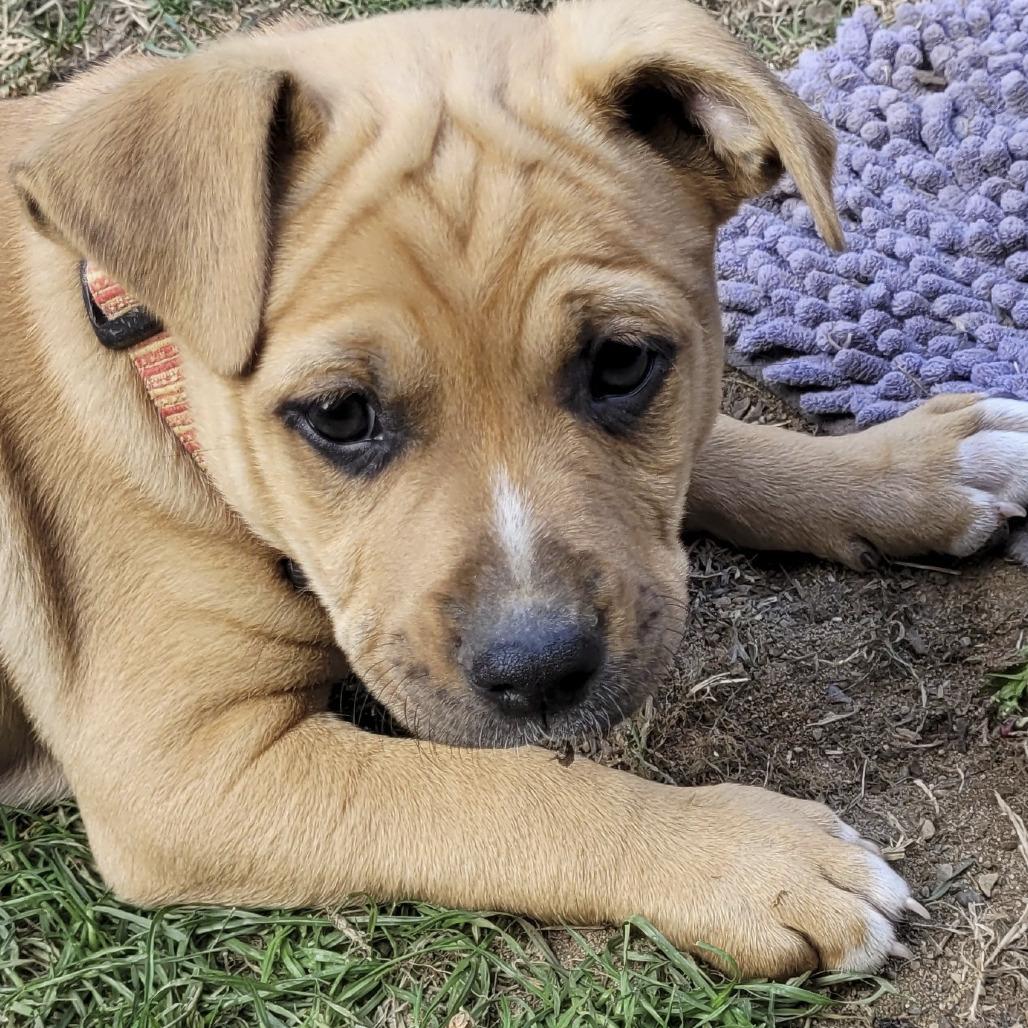 Huck, a Adoptable mixed breed in Allyn, WA image 2/2