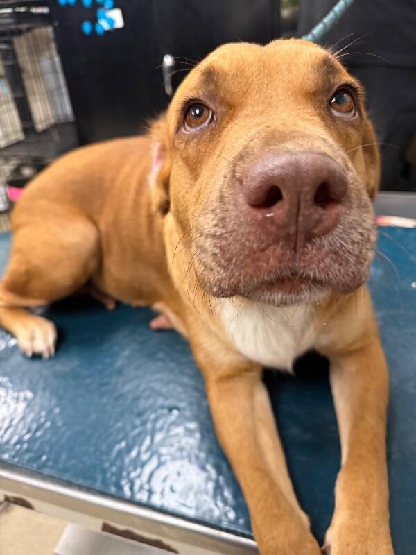 Pebbles, Adoptable, Adult Female Golden Retriever.