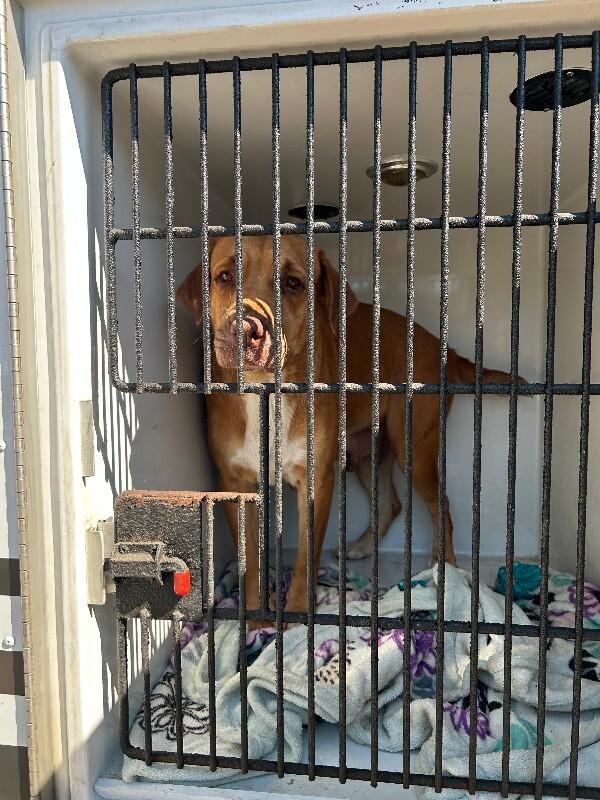 Enlarge Pebbles, a Adoptable Golden Retriever in Mobile, AL image 2/2