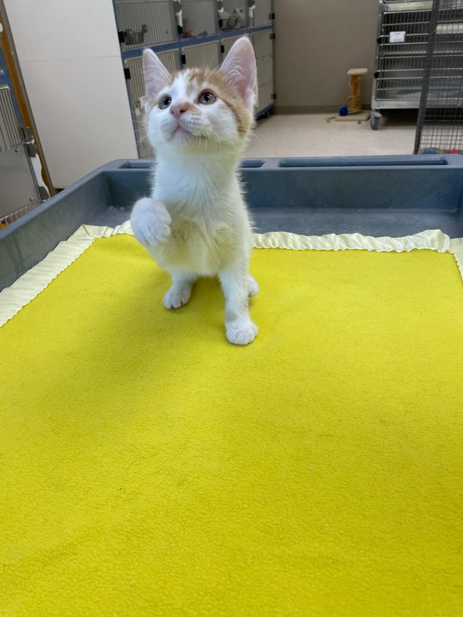 Tide, a Adoptable Domestic Short Hair in Neillsville, WI image 5/6