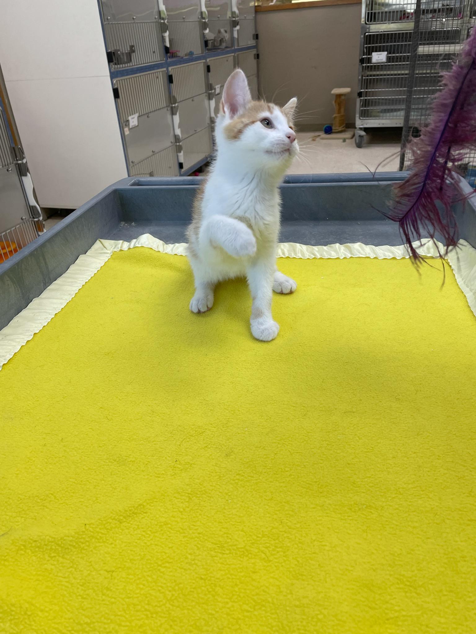 Tide, a Adoptable Domestic Short Hair in Neillsville, WI image 2/6