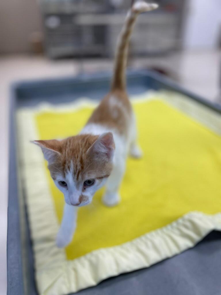 Tide, a Adoptable Domestic Short Hair in Neillsville, WI image 6/6