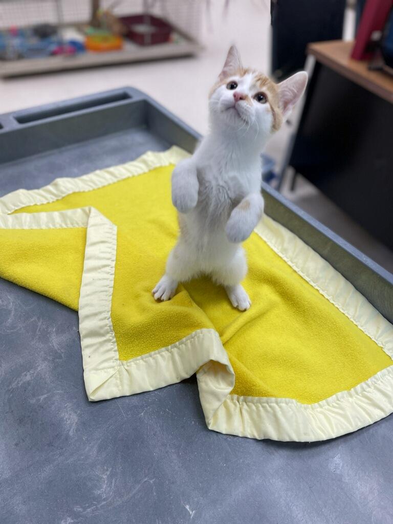 Tide, a Adoptable Domestic Short Hair in Neillsville, WI image 3/6
