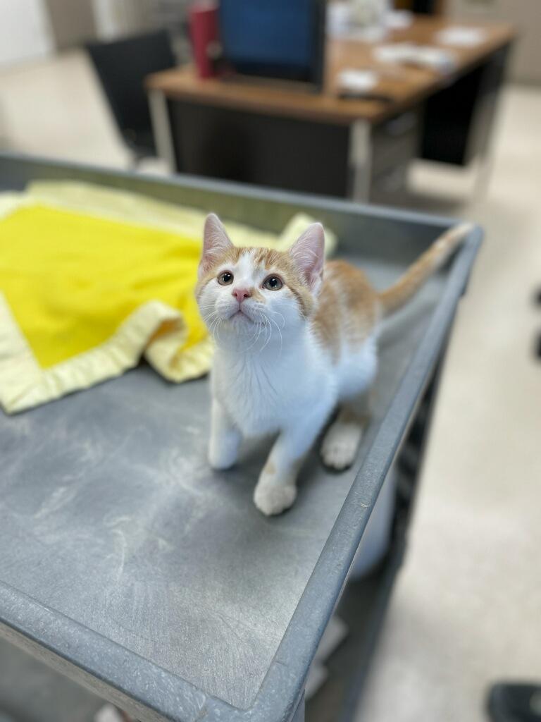 Tide, a Adoptable Domestic Short Hair in Neillsville, WI image 4/6