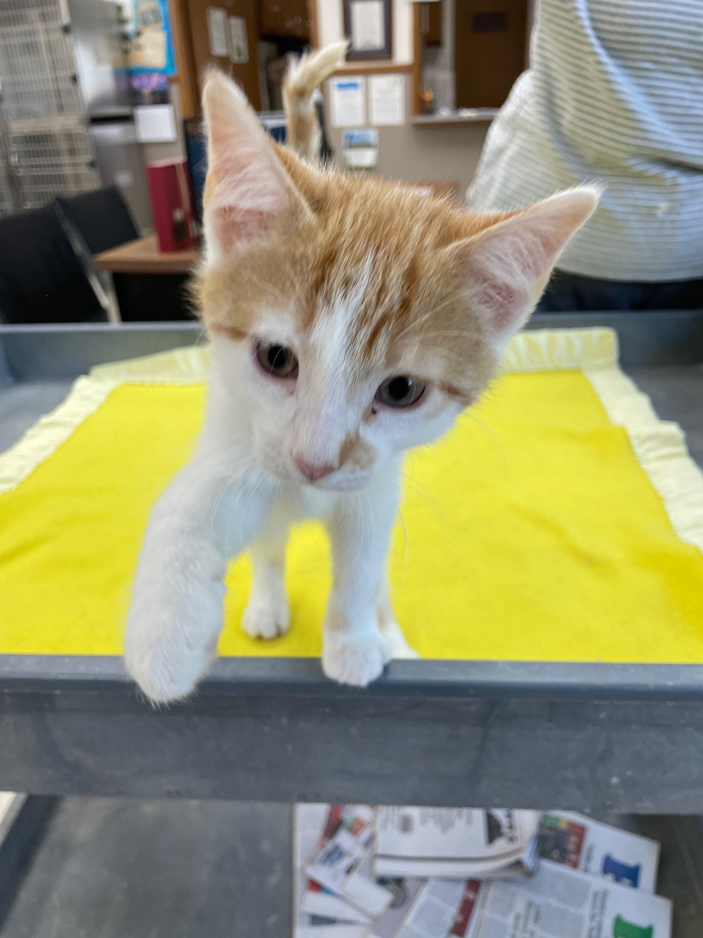Tide, Adoptable, Kitten Male Domestic Short Hair.