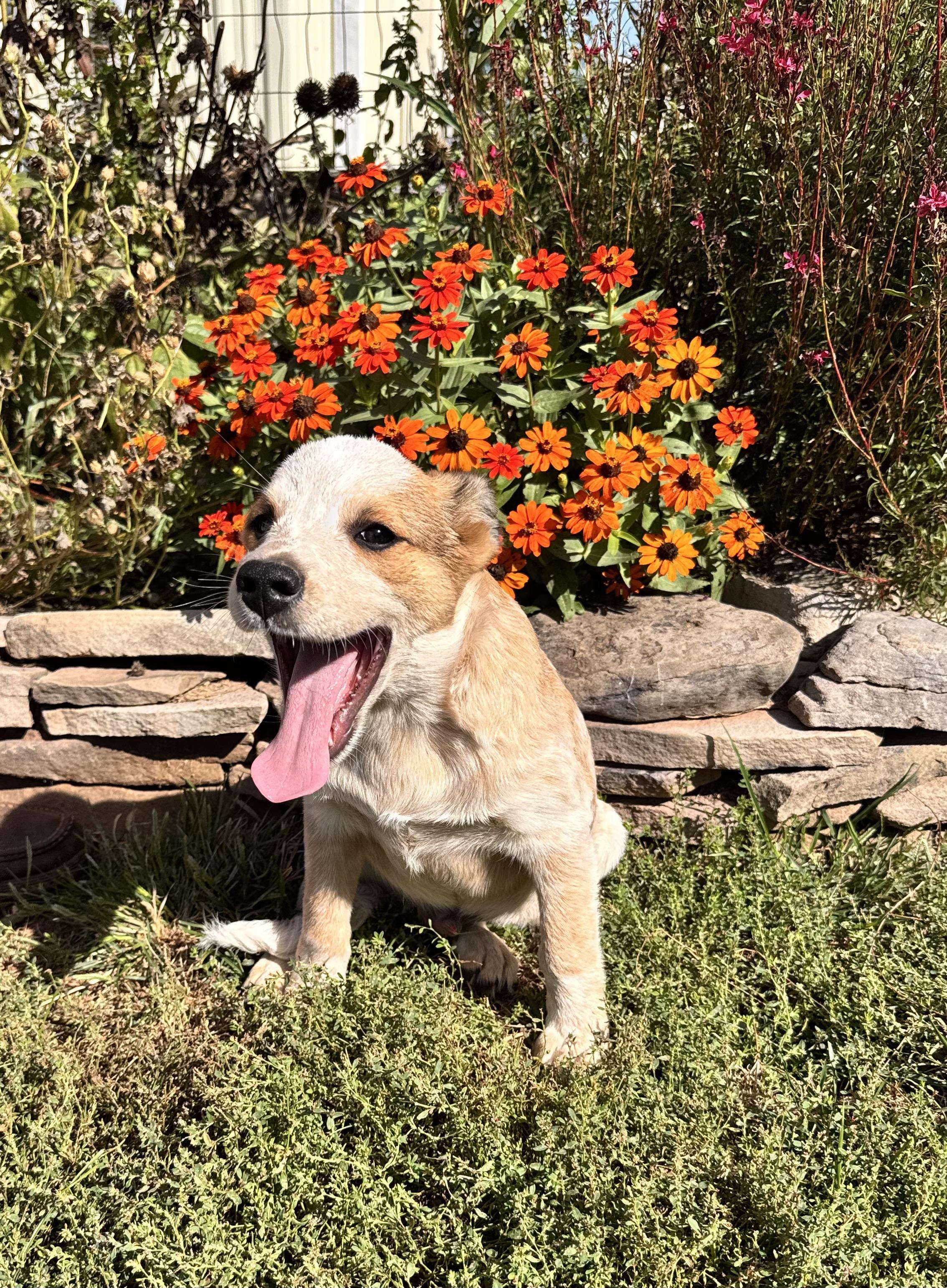Zip, Adoptable, Young Male Australian Cattle Dog / Blue Heeler.