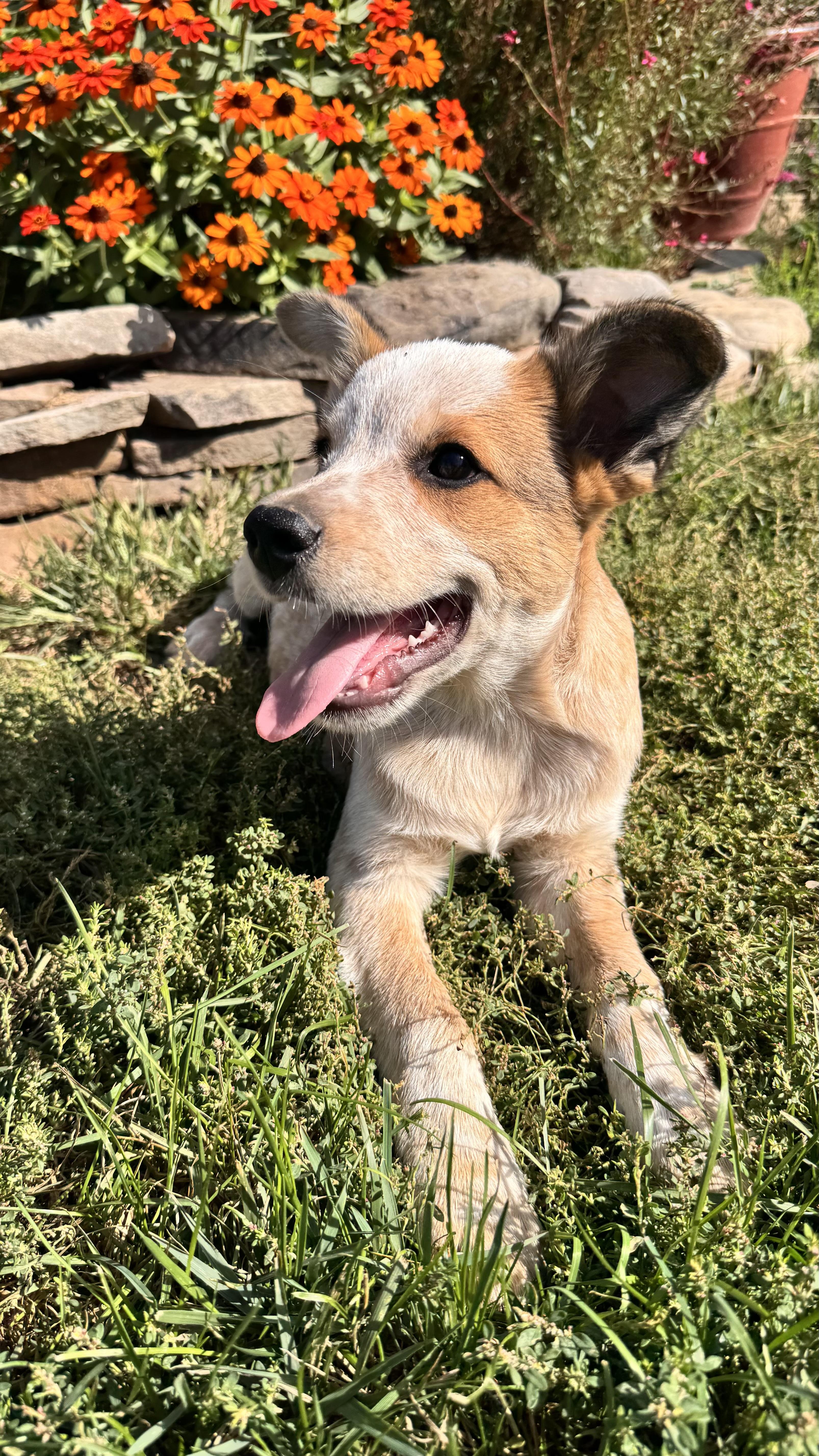 Zip, a Adoptable mixed breed in Littlestown, PA image 2/3