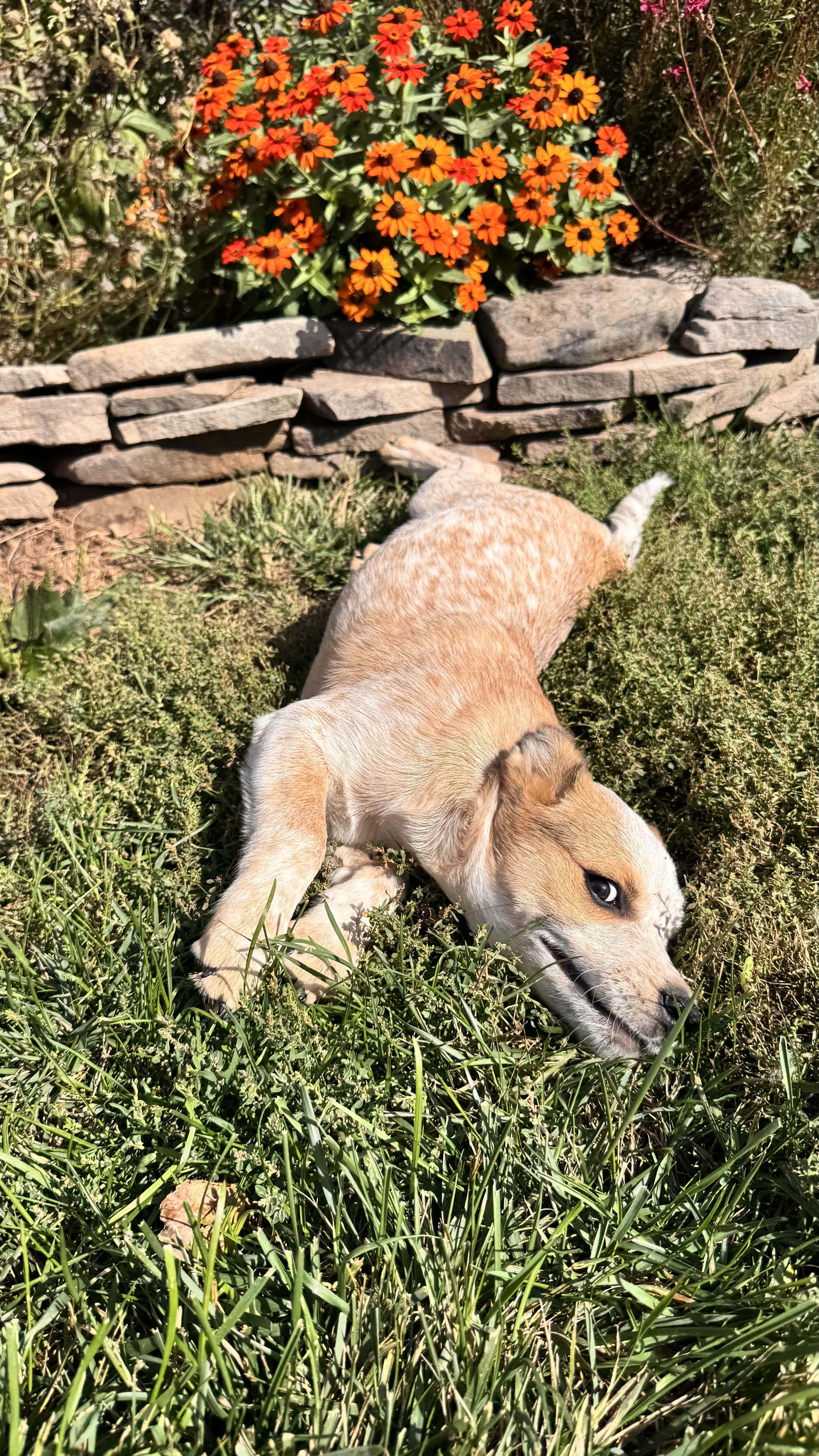 Zip, a Adoptable mixed breed in Littlestown, PA image 3/3