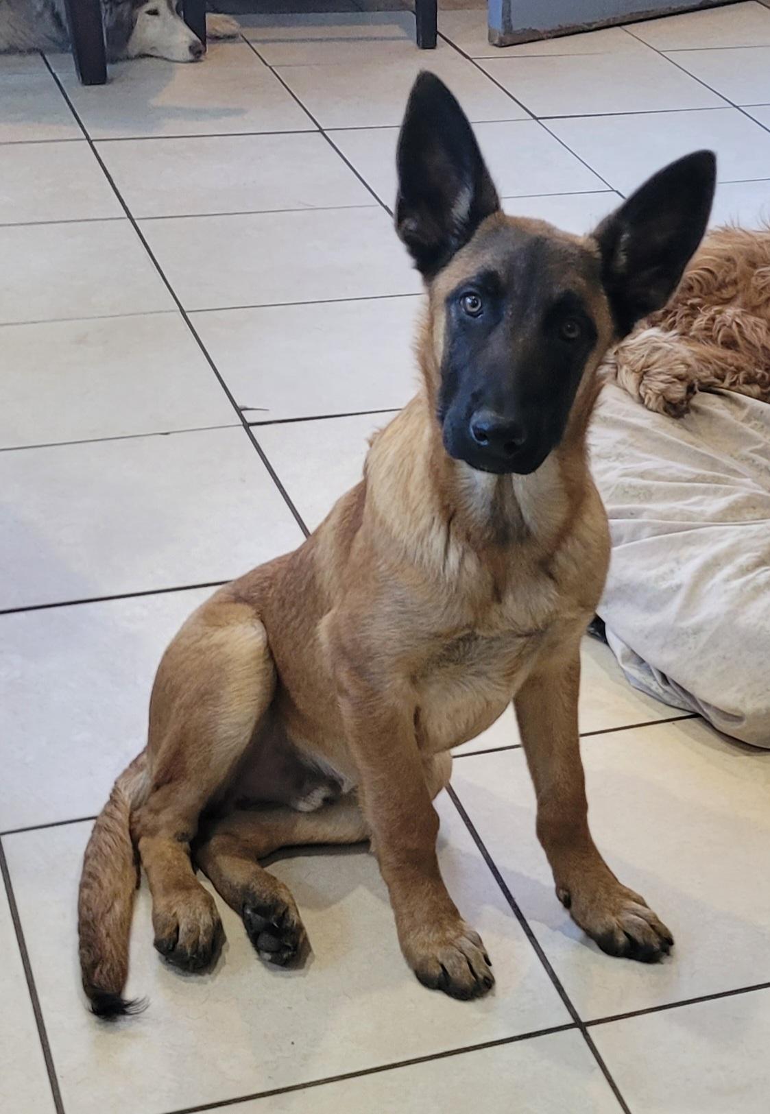Rambo, adopted, Puppy Male Belgian Shepherd / Malinois.
