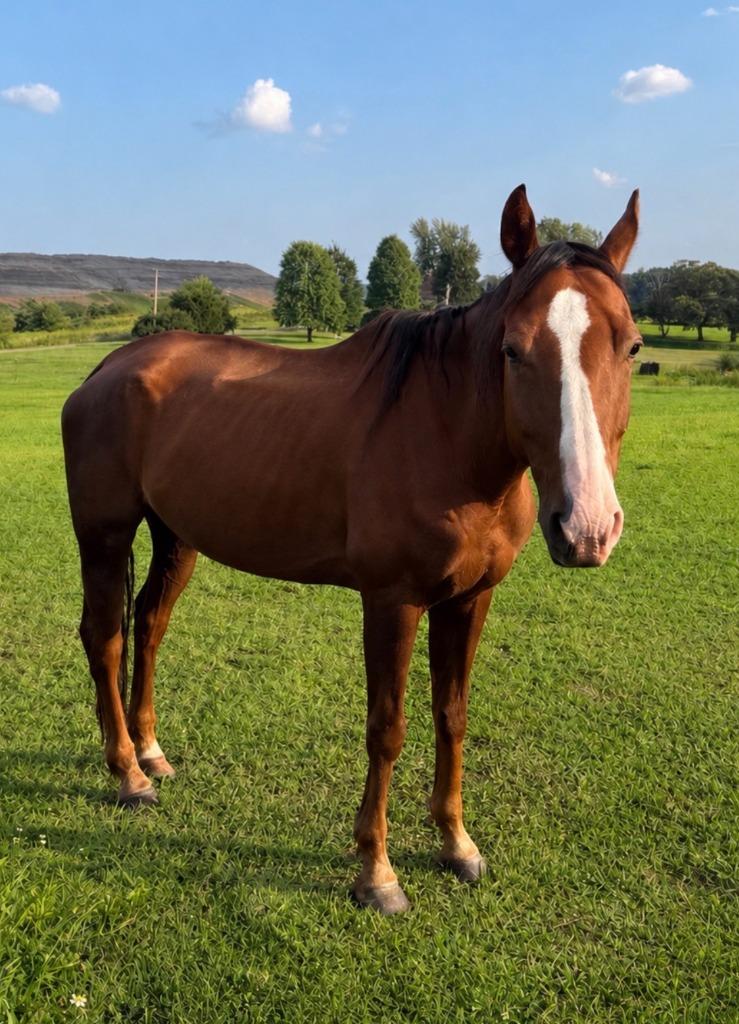 Enlarge BISCUIT, a Adoptable Paint / Pinto in Wintersville, OH image 1/6