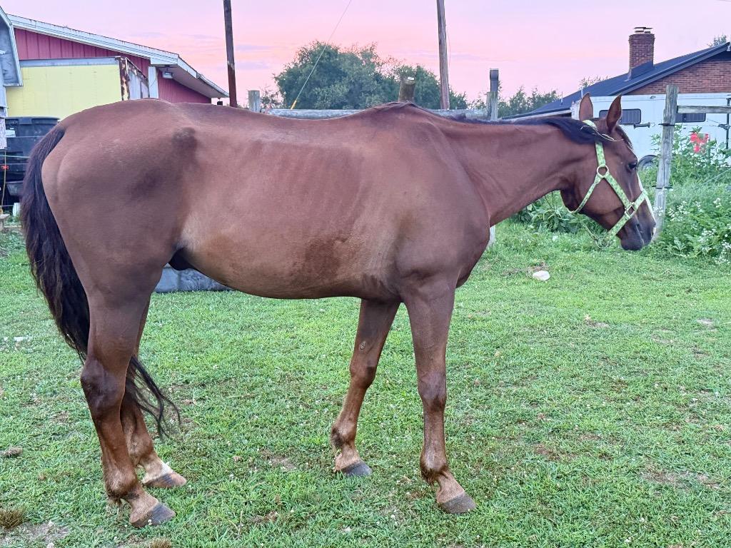 Enlarge BISCUIT, a Adoptable Paint / Pinto in Wintersville, OH image 2/6