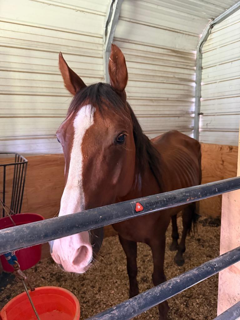Enlarge BISCUIT, a Adoptable Paint / Pinto in Wintersville, OH image 3/6