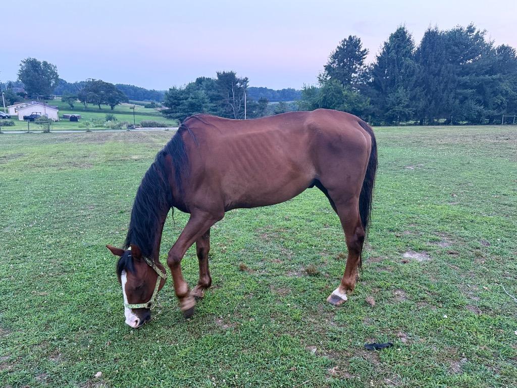 Enlarge BISCUIT, a Adoptable Paint / Pinto in Wintersville, OH image 4/6