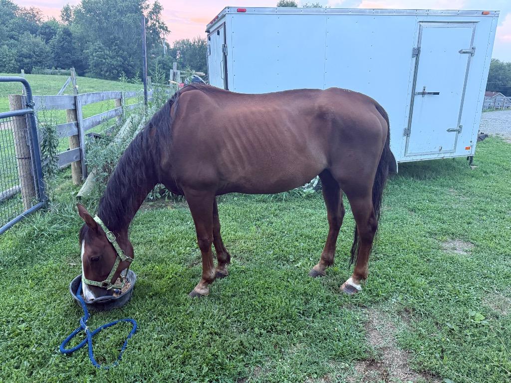 Enlarge BISCUIT, a Adoptable Paint / Pinto in Wintersville, OH image 5/6