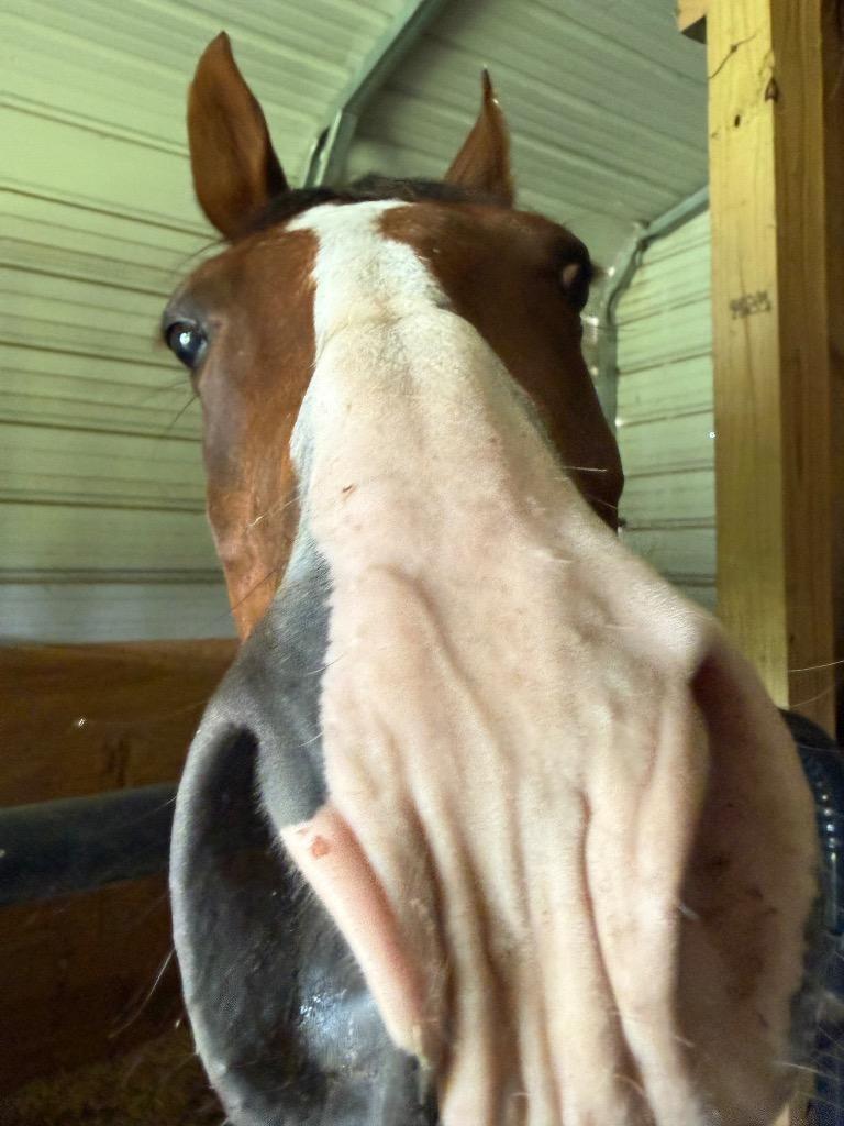 Enlarge BISCUIT, a Adoptable Paint / Pinto in Wintersville, OH image 6/6