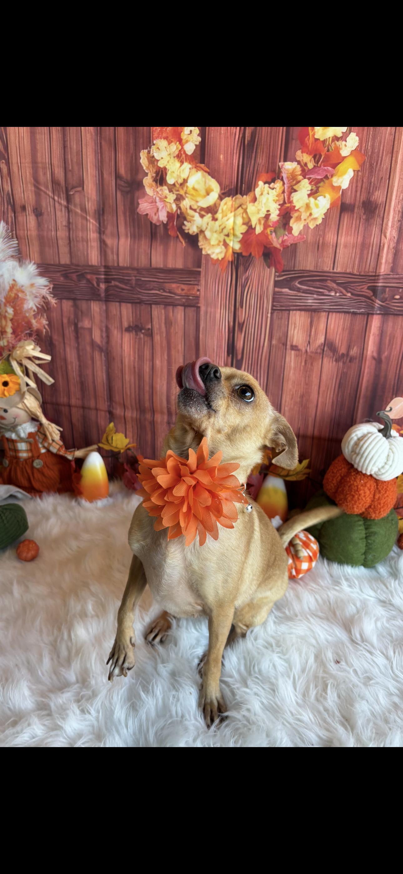 Bubbles, Adoptable, Adult Female Chihuahua.