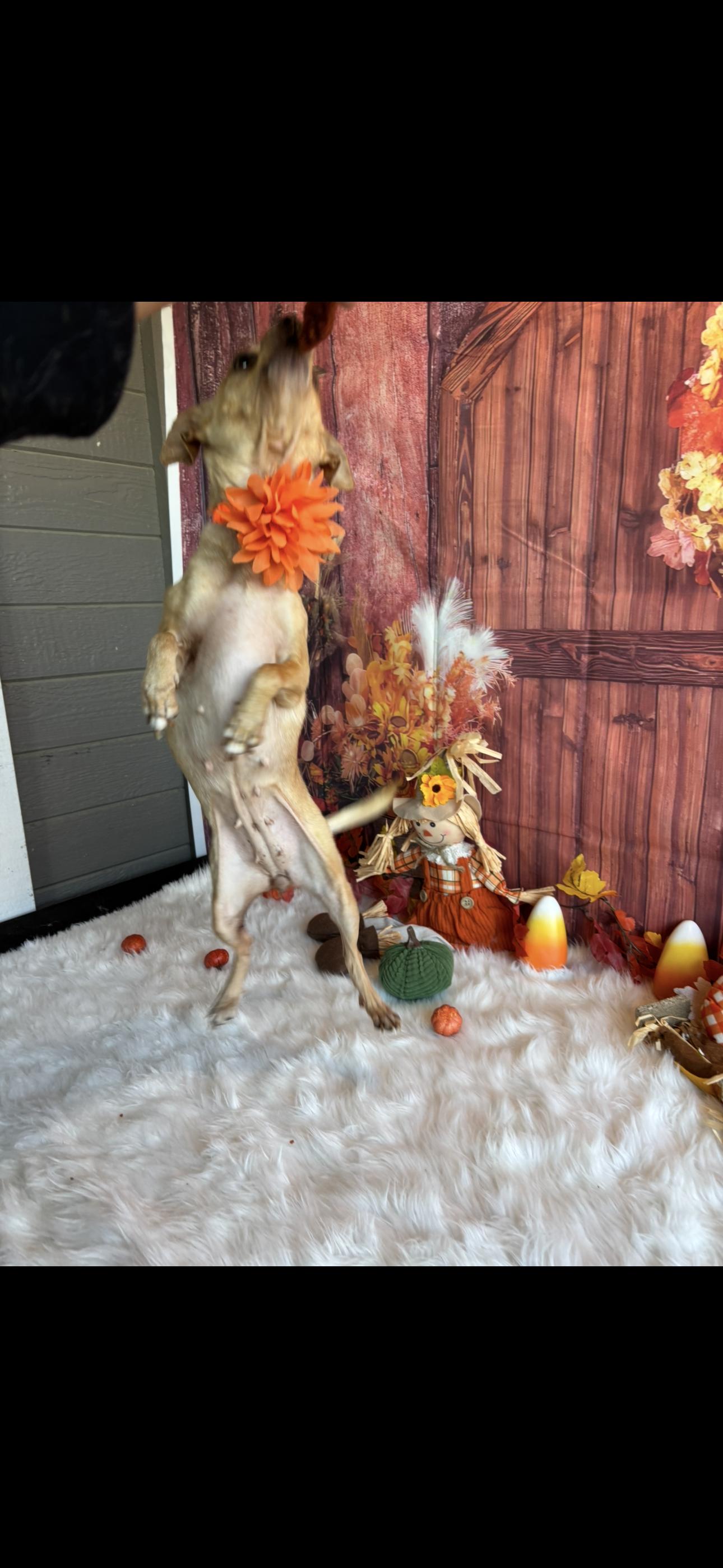 Bubbles, a Adoptable mixed breed in Cottonwood, CA image 2/6