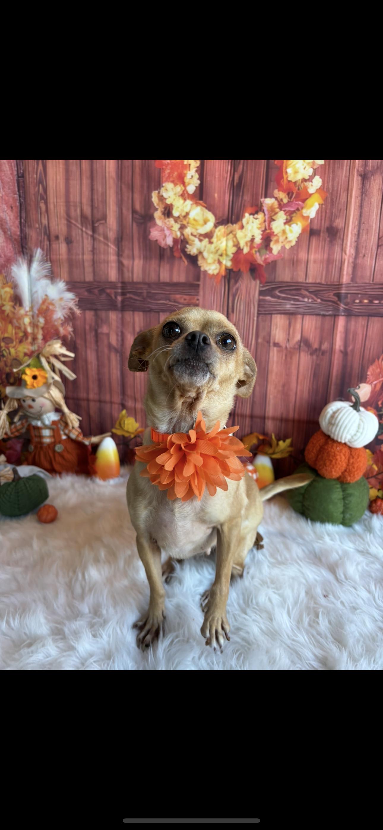 Bubbles, a Adoptable mixed breed in Cottonwood, CA image 3/6