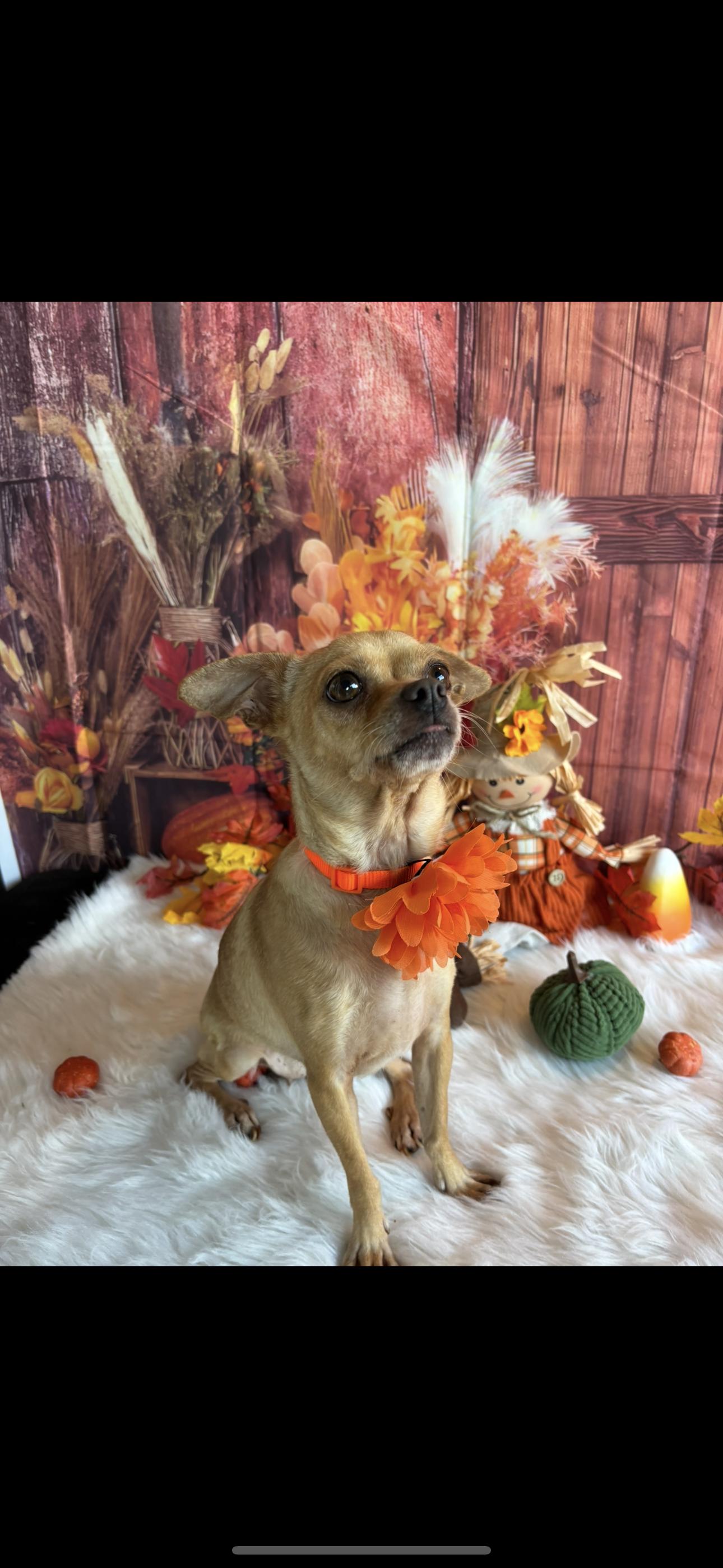 Bubbles, a Adoptable mixed breed in Cottonwood, CA image 4/6