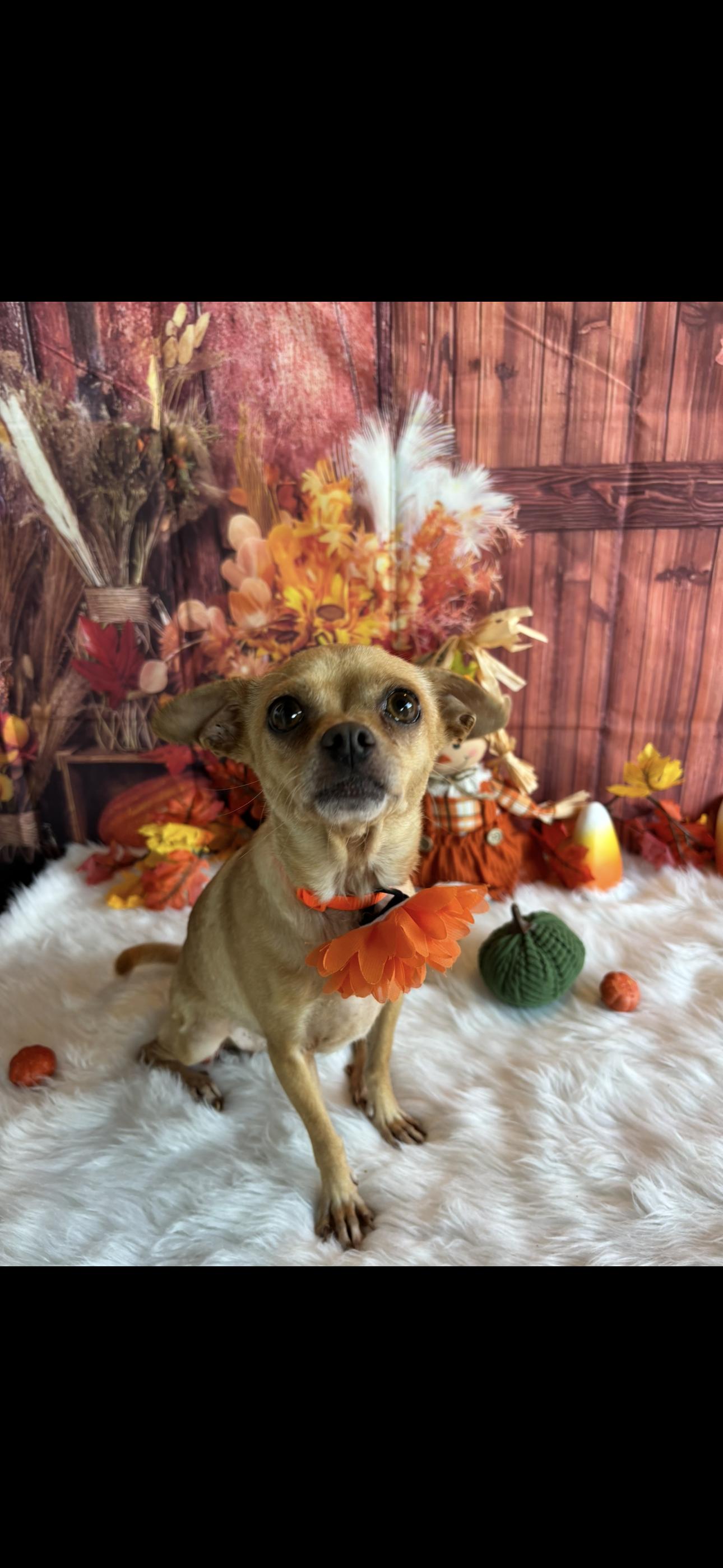 Bubbles, a Adoptable mixed breed in Cottonwood, CA image 5/6