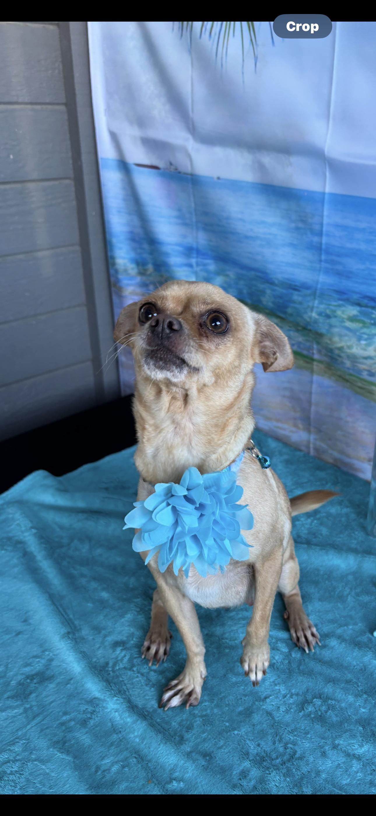 Bubbles, a Adoptable mixed breed in Cottonwood, CA image 6/6