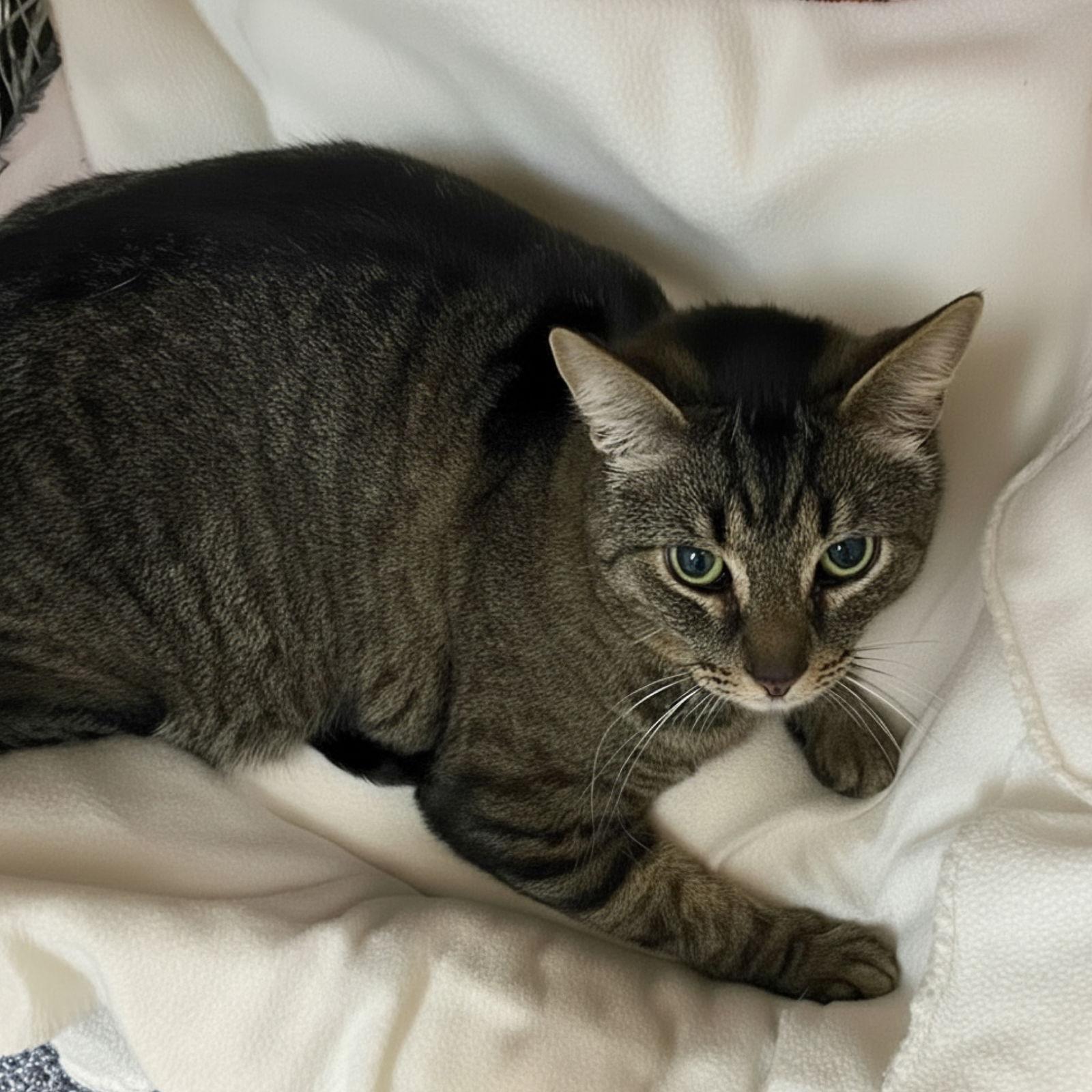 Enlarge Tiger, a Adopted Domestic Short Hair in Blasdell, NY image 1/1