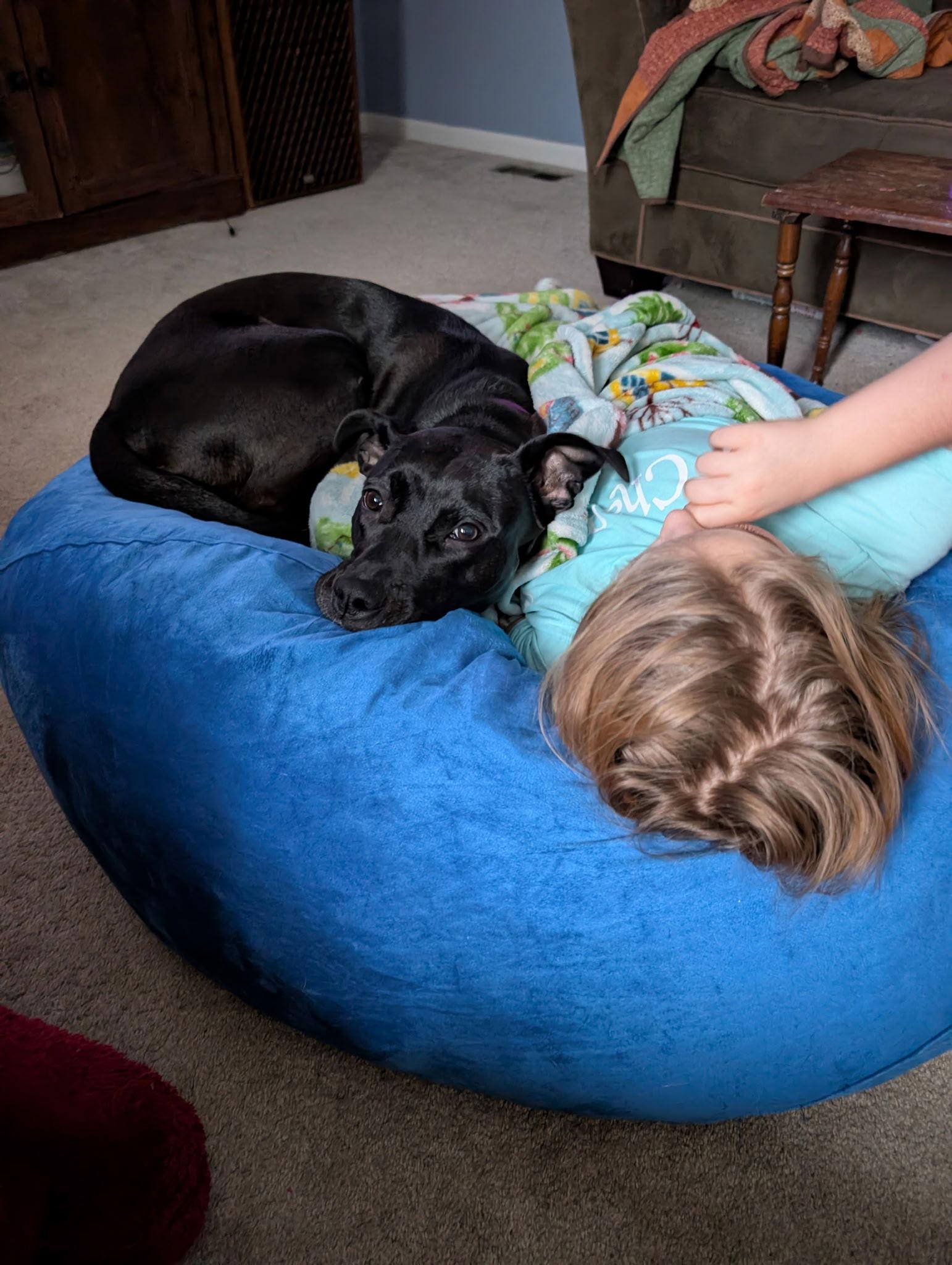 Roma, Adoptable, Adult Female Pit Bull Terrier & Cattle Dog.