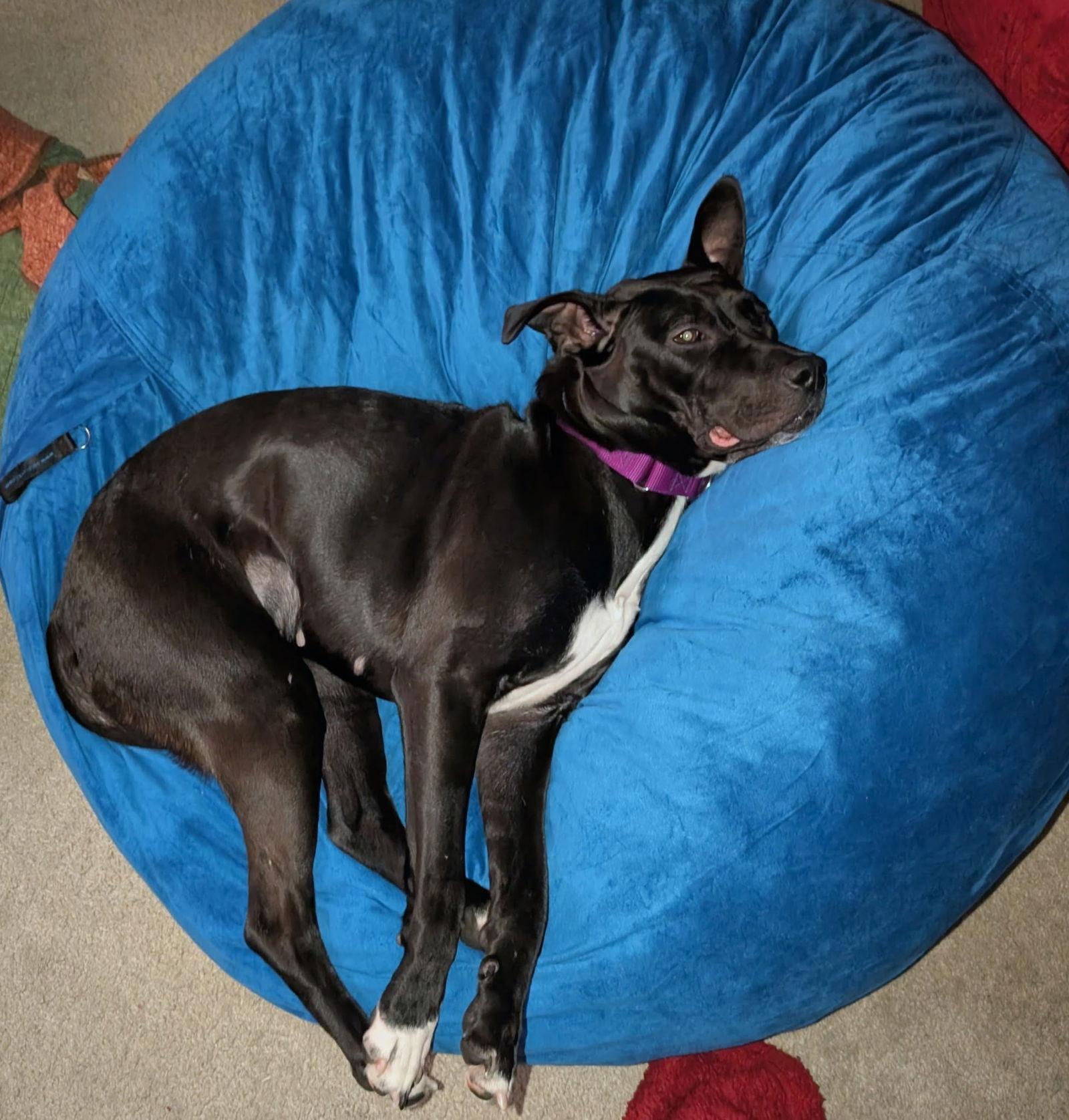 Enlarge Roma, a Adoptable mixed breed in Livonia, MI image 2/3