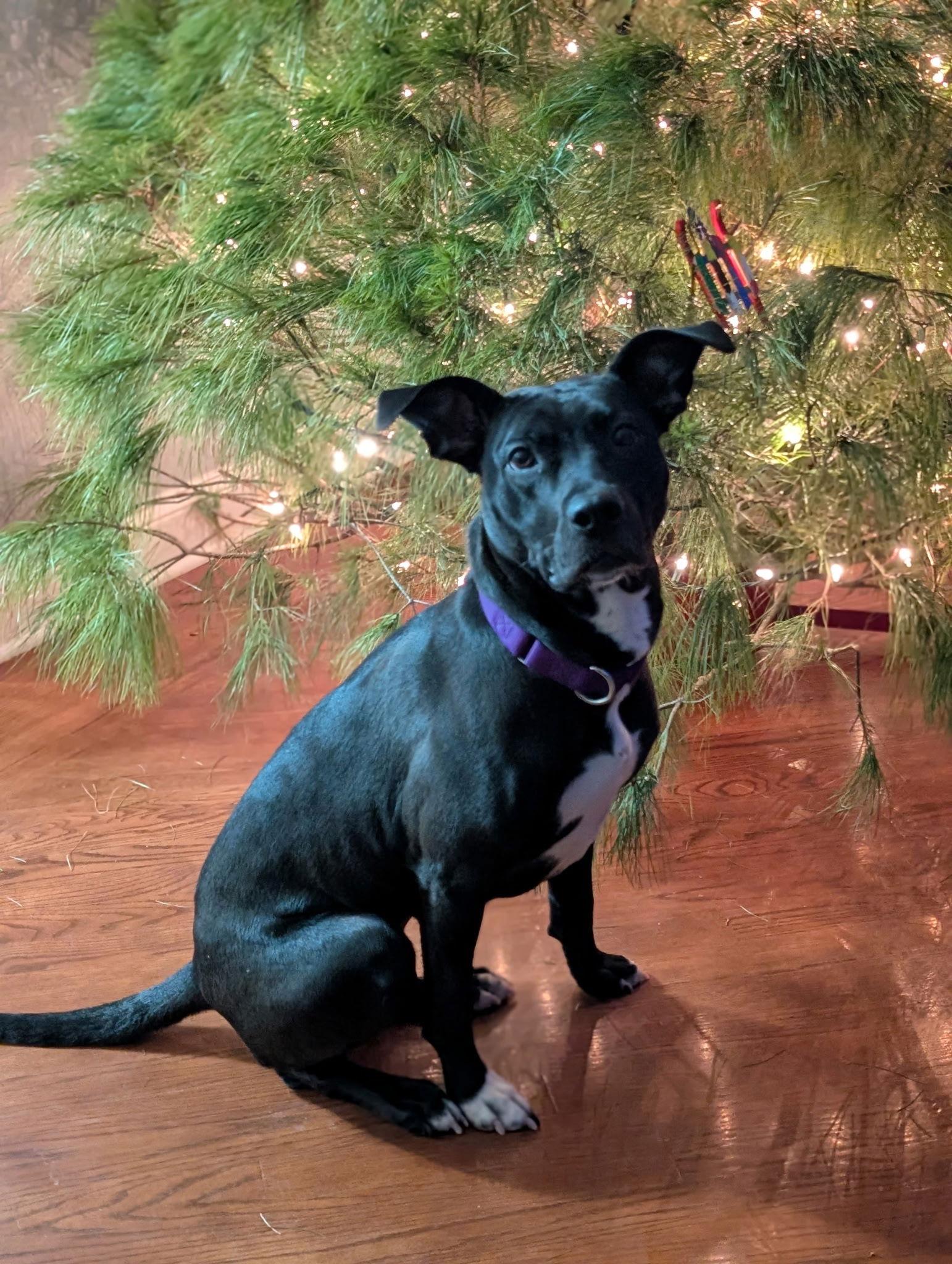 Enlarge Roma, a Adoptable mixed breed in Livonia, MI image 3/3