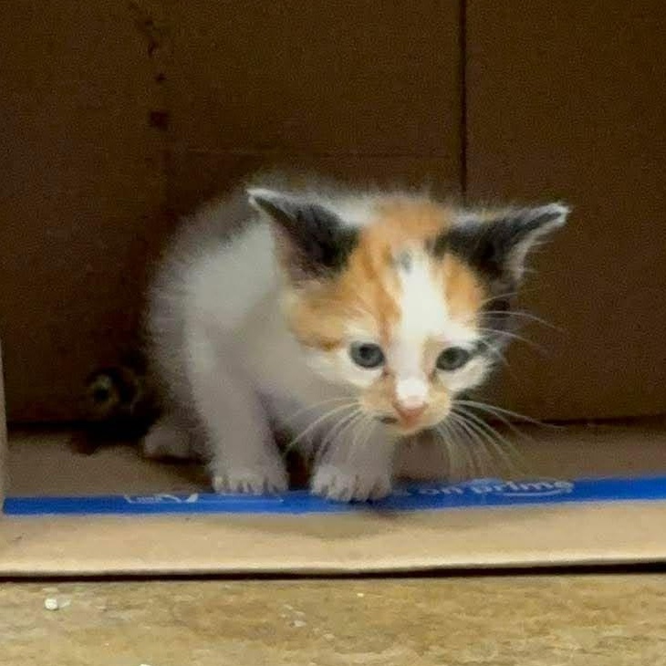 Monkey, Adoptable, Kitten Female Domestic Short Hair & Calico.