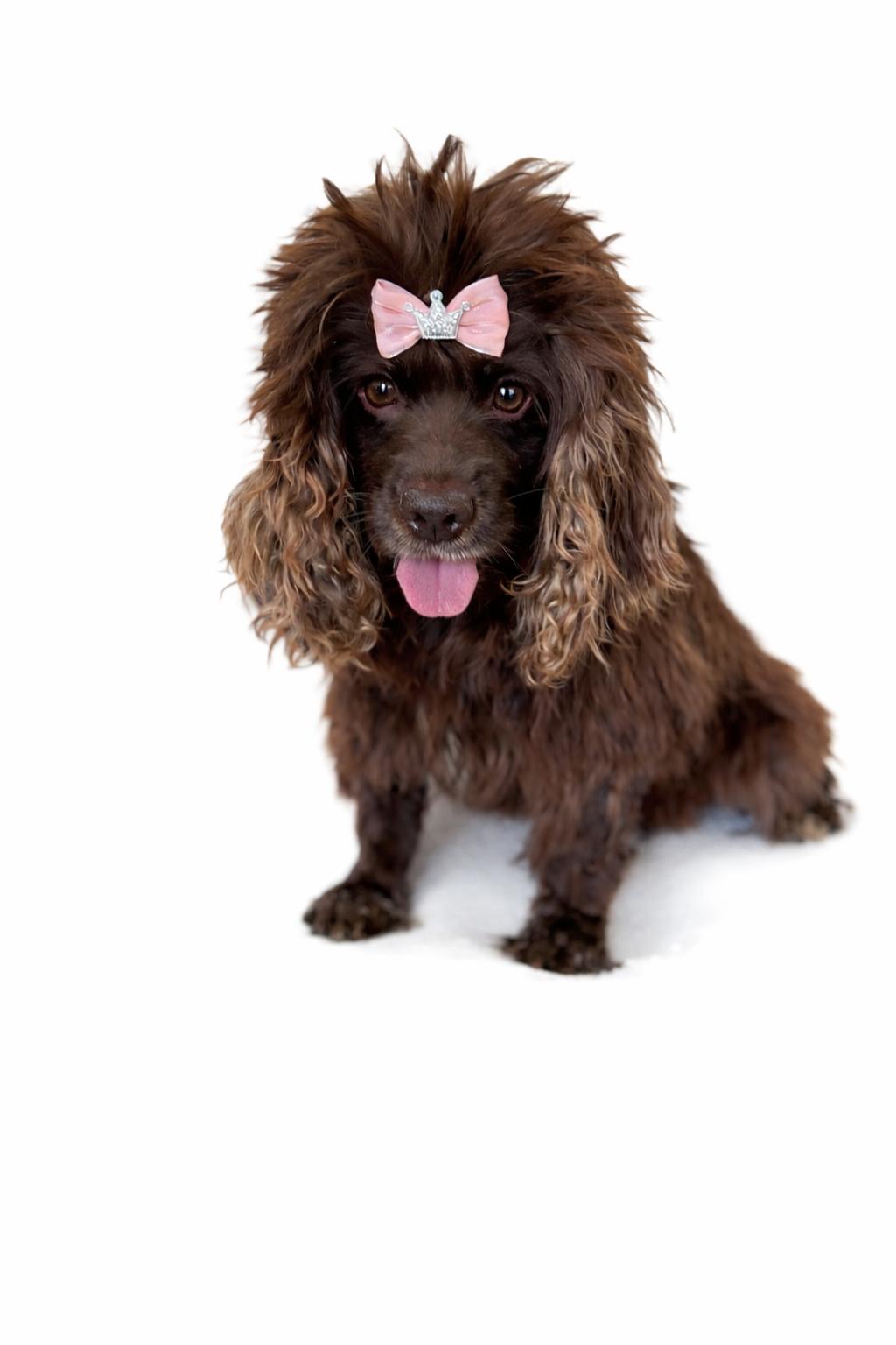 Enlarge Hadley, a Adoptable Cocker Spaniel in SYLVANIA, GA image 5/5