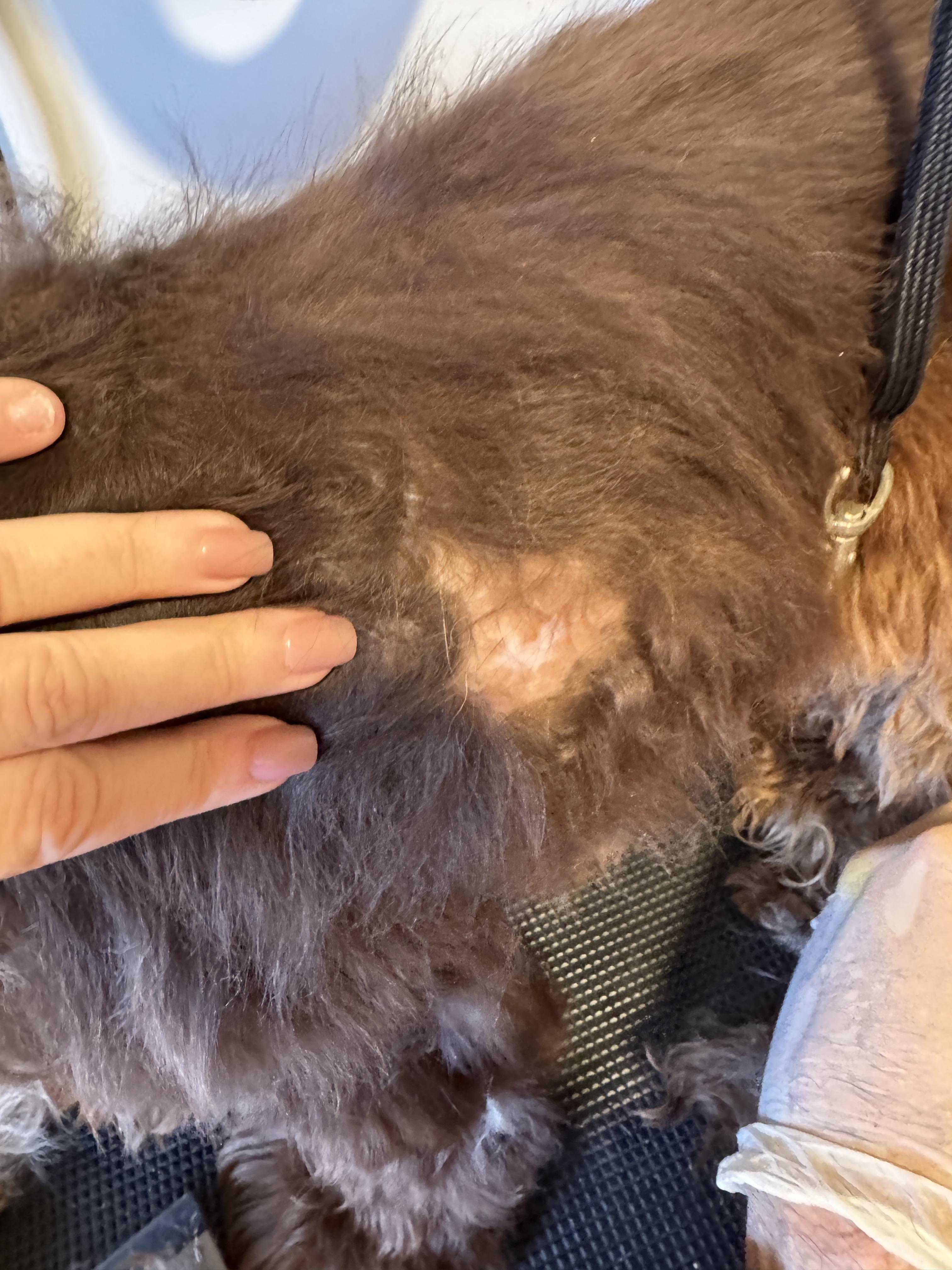 Enlarge Hadley, a Adoptable Cocker Spaniel in SYLVANIA, GA image 3/5