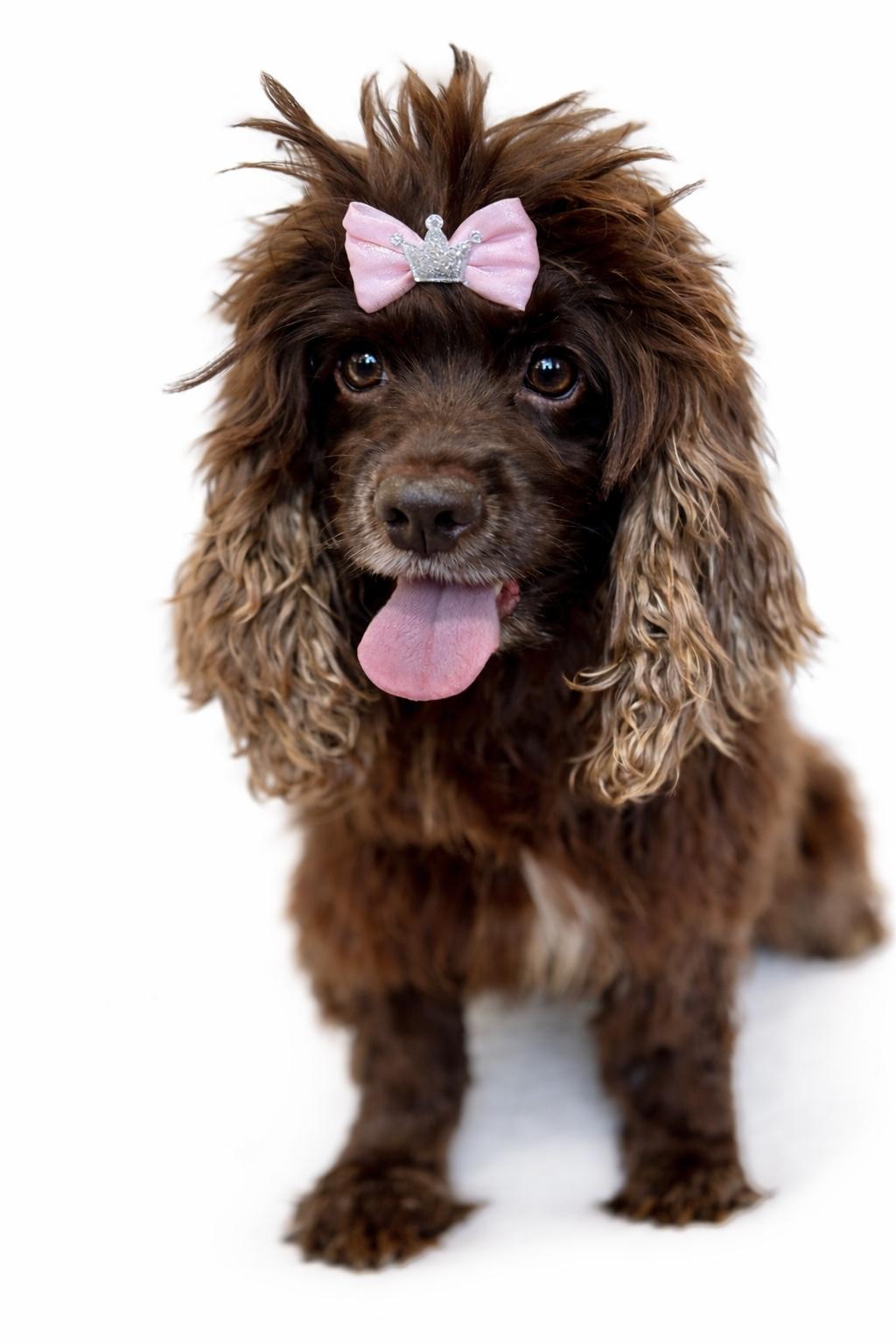 Enlarge Hadley, a Adoptable Cocker Spaniel in SYLVANIA, GA image 1/5