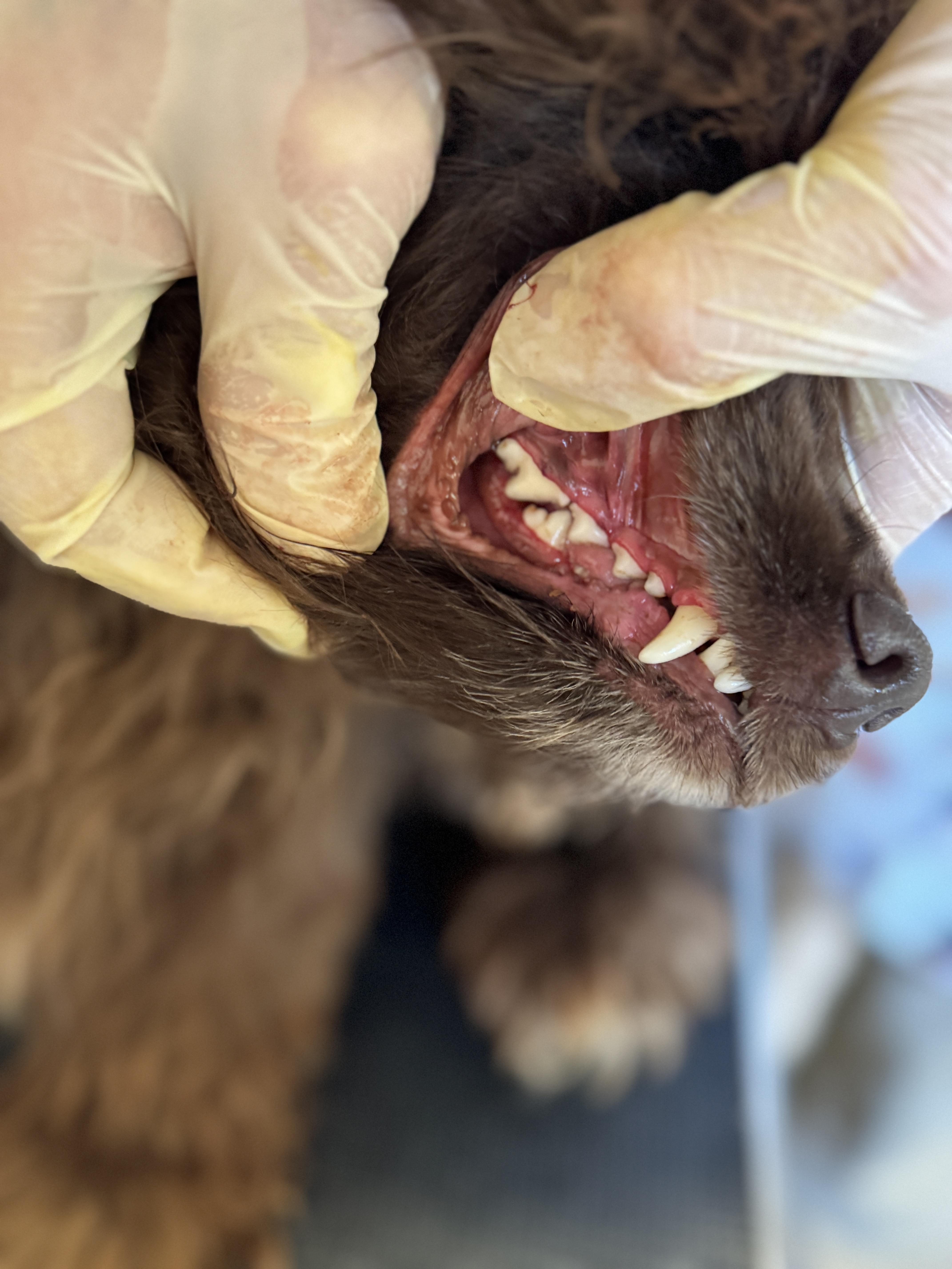 Enlarge Hadley, a Adoptable Cocker Spaniel in SYLVANIA, GA image 2/5
