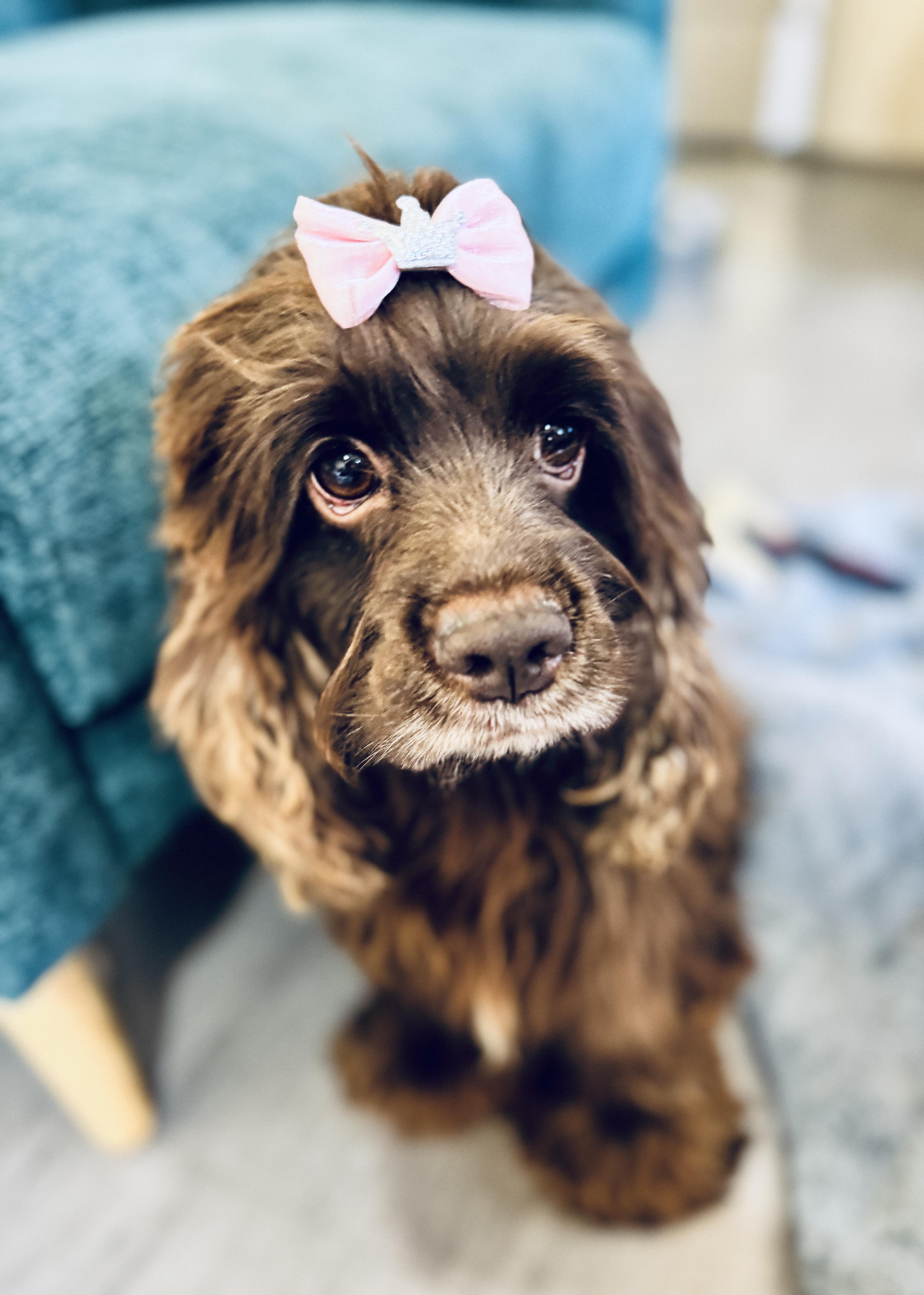 Enlarge Hadley, a Adoptable Cocker Spaniel in SYLVANIA, GA image 4/5