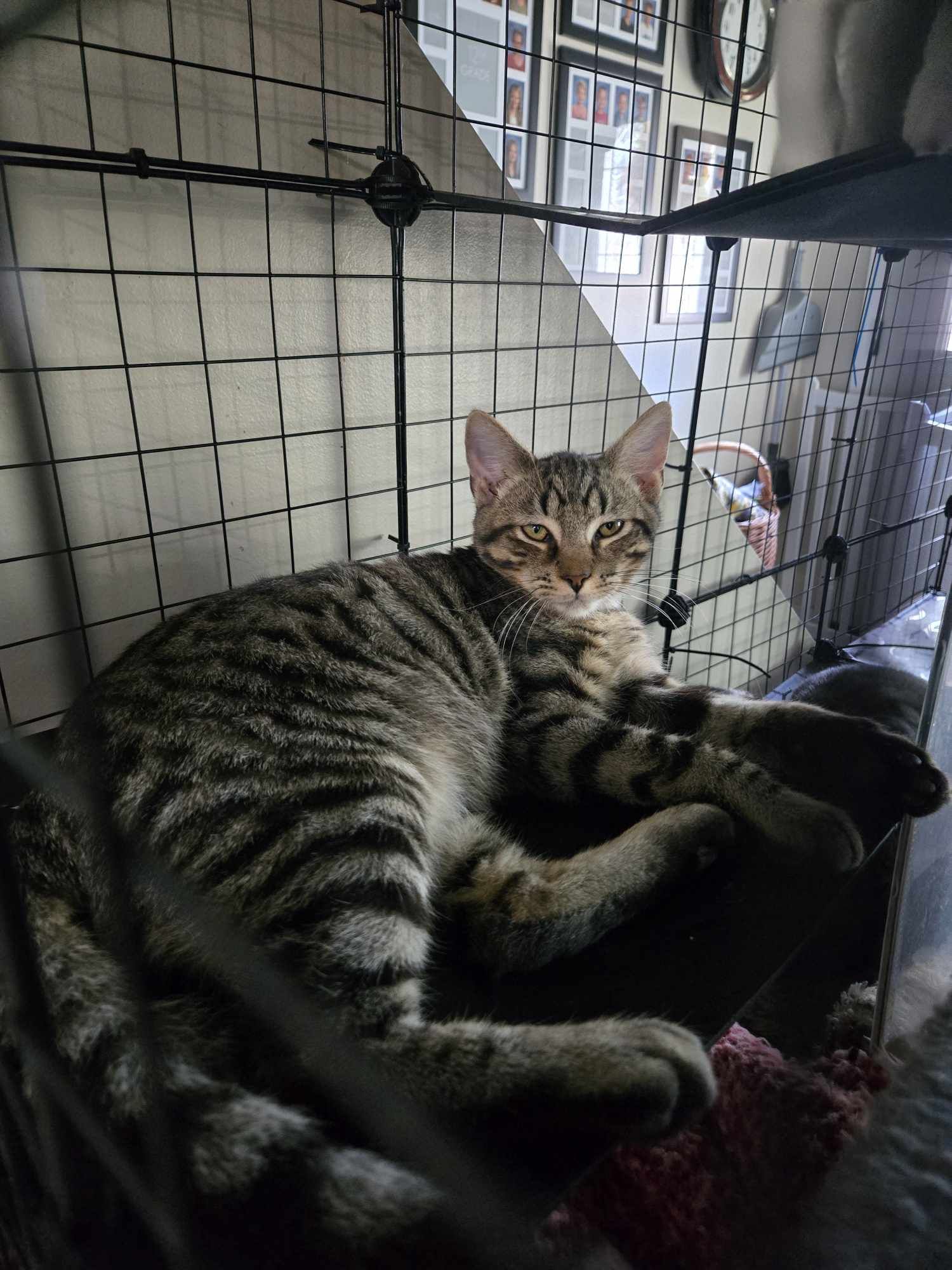 Cat for adoption Bear, a Domestic Short Hair in Quarryville, PA