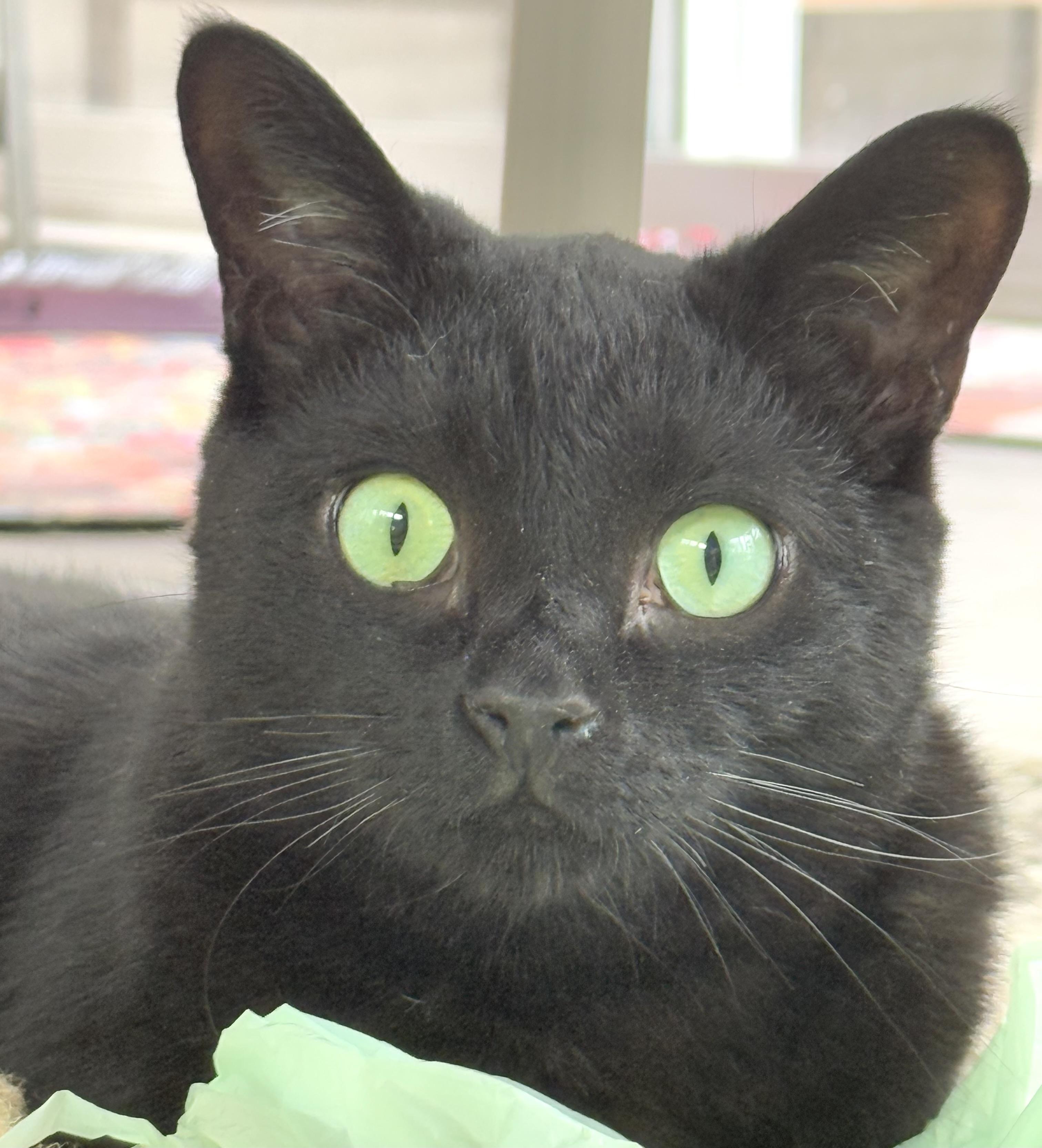 Wolfie, Adoptable, Adult Male Domestic Short Hair.
