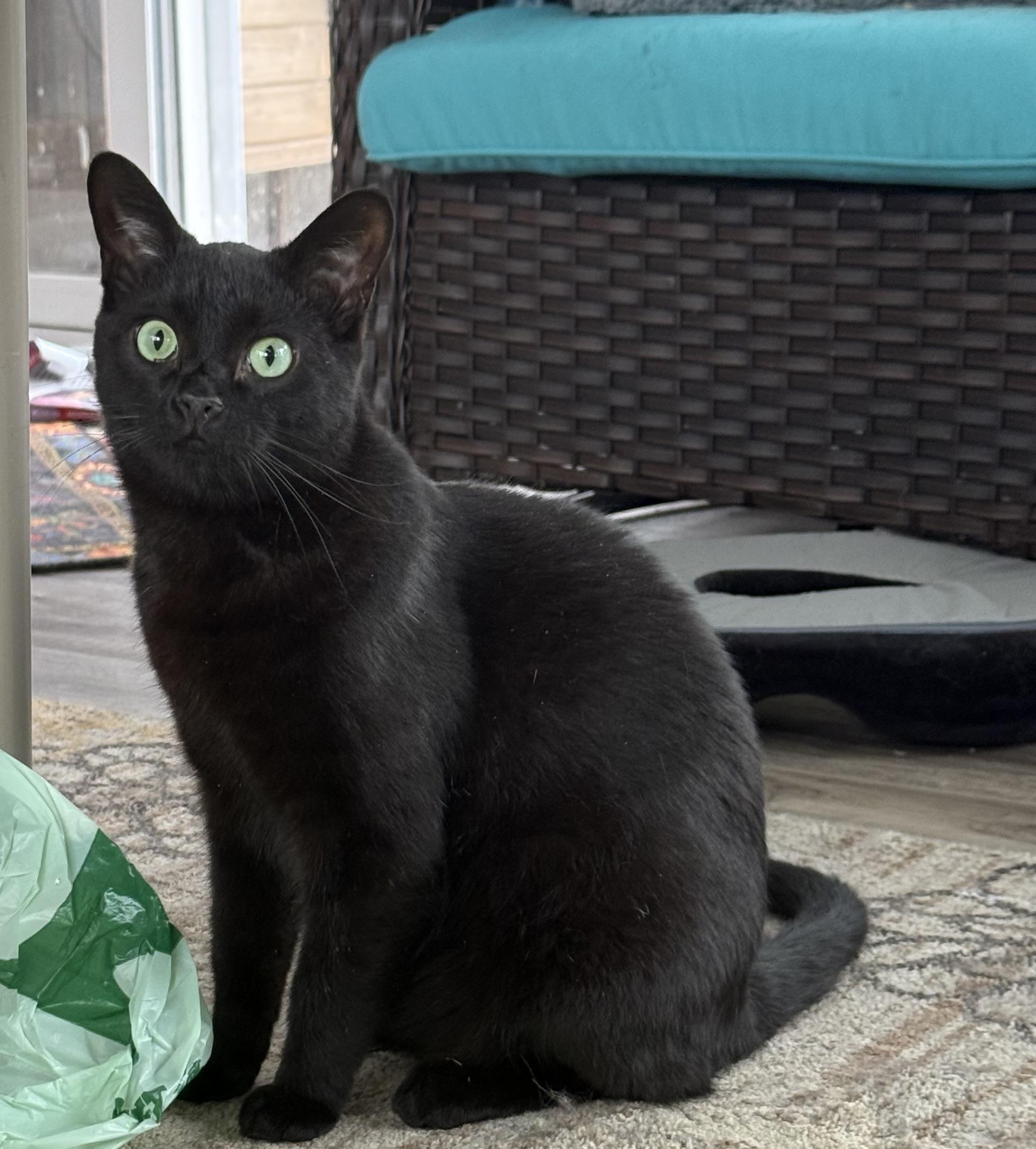 Wolfie, a Adoptable Domestic Short Hair in Goshen, IN image 2/4