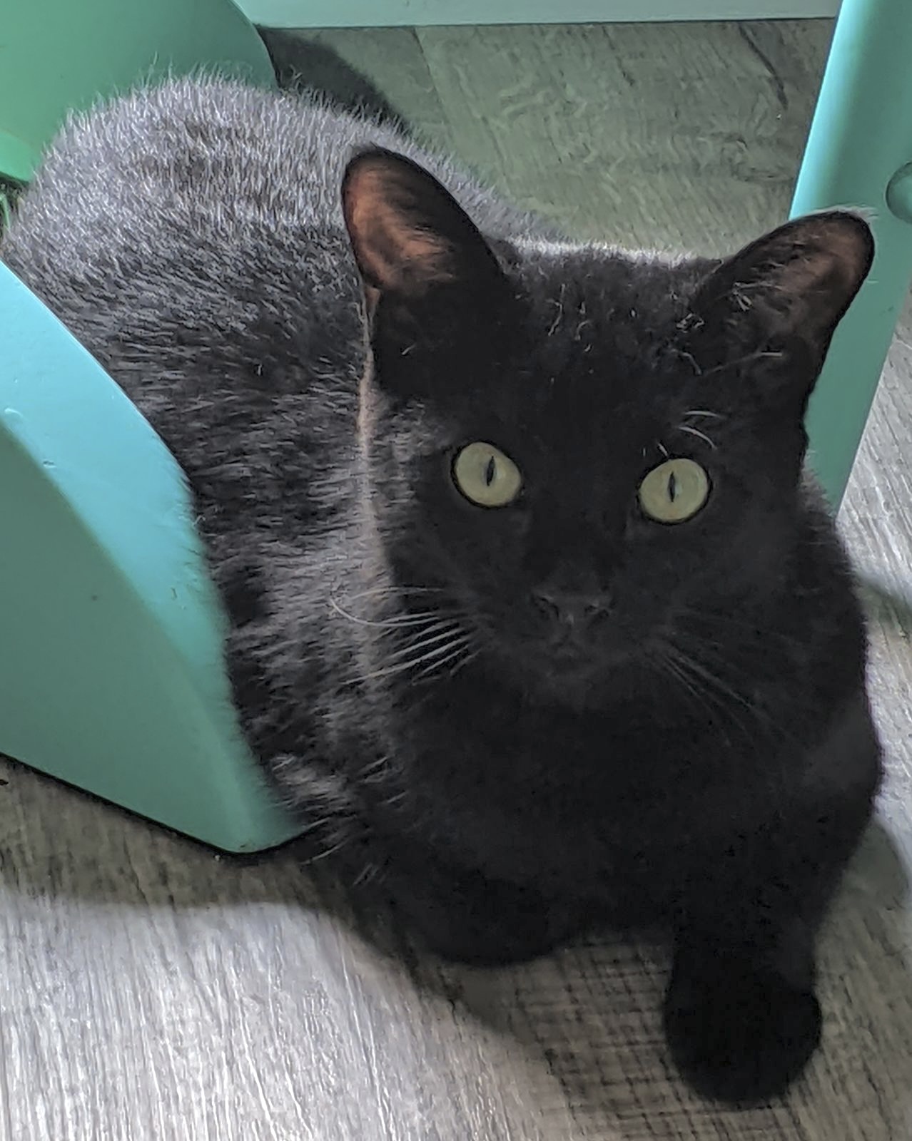 Wolfie, a Adoptable Domestic Short Hair in Goshen, IN image 4/4